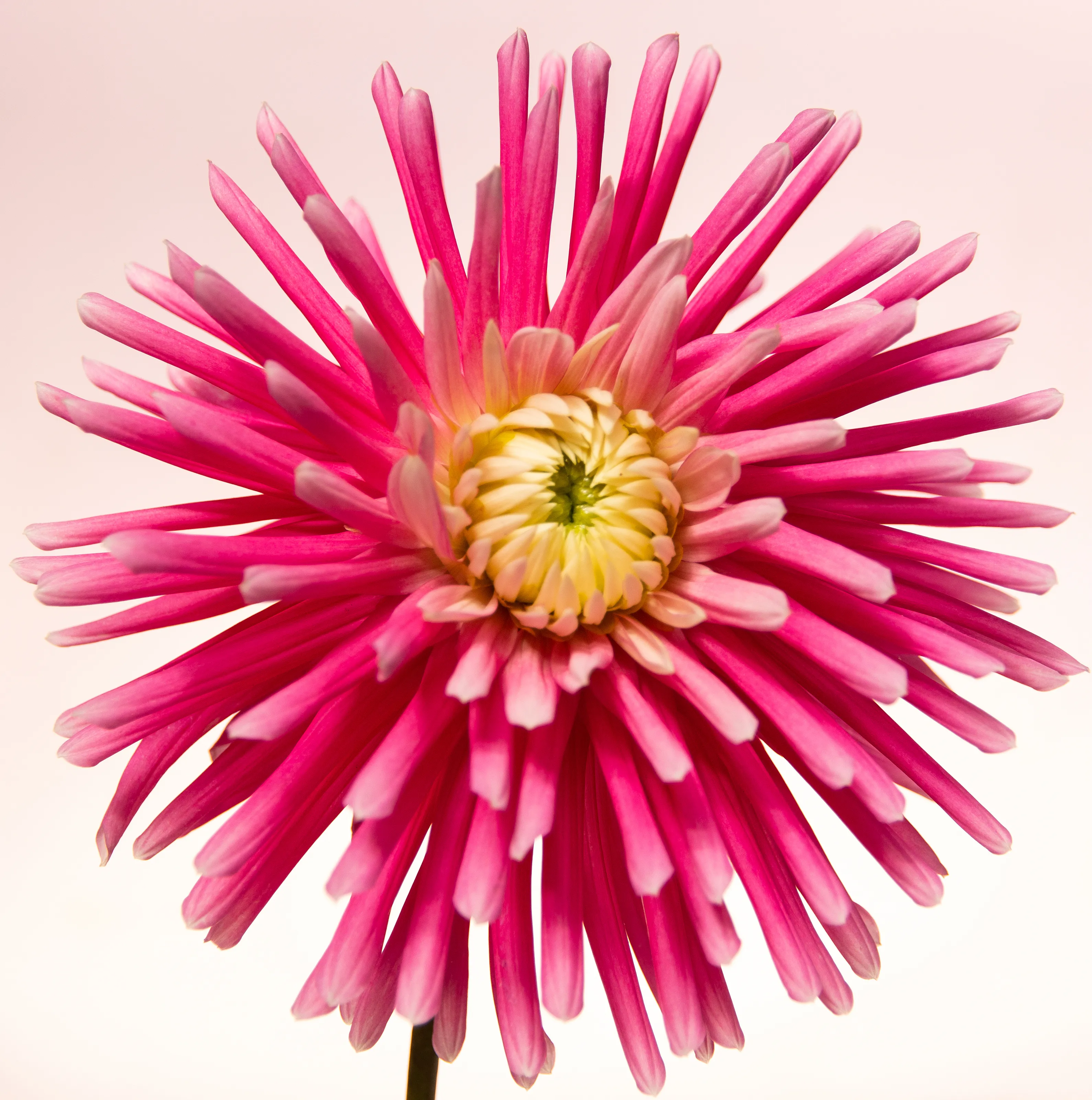 Square-Cropped Flowers (in colour)