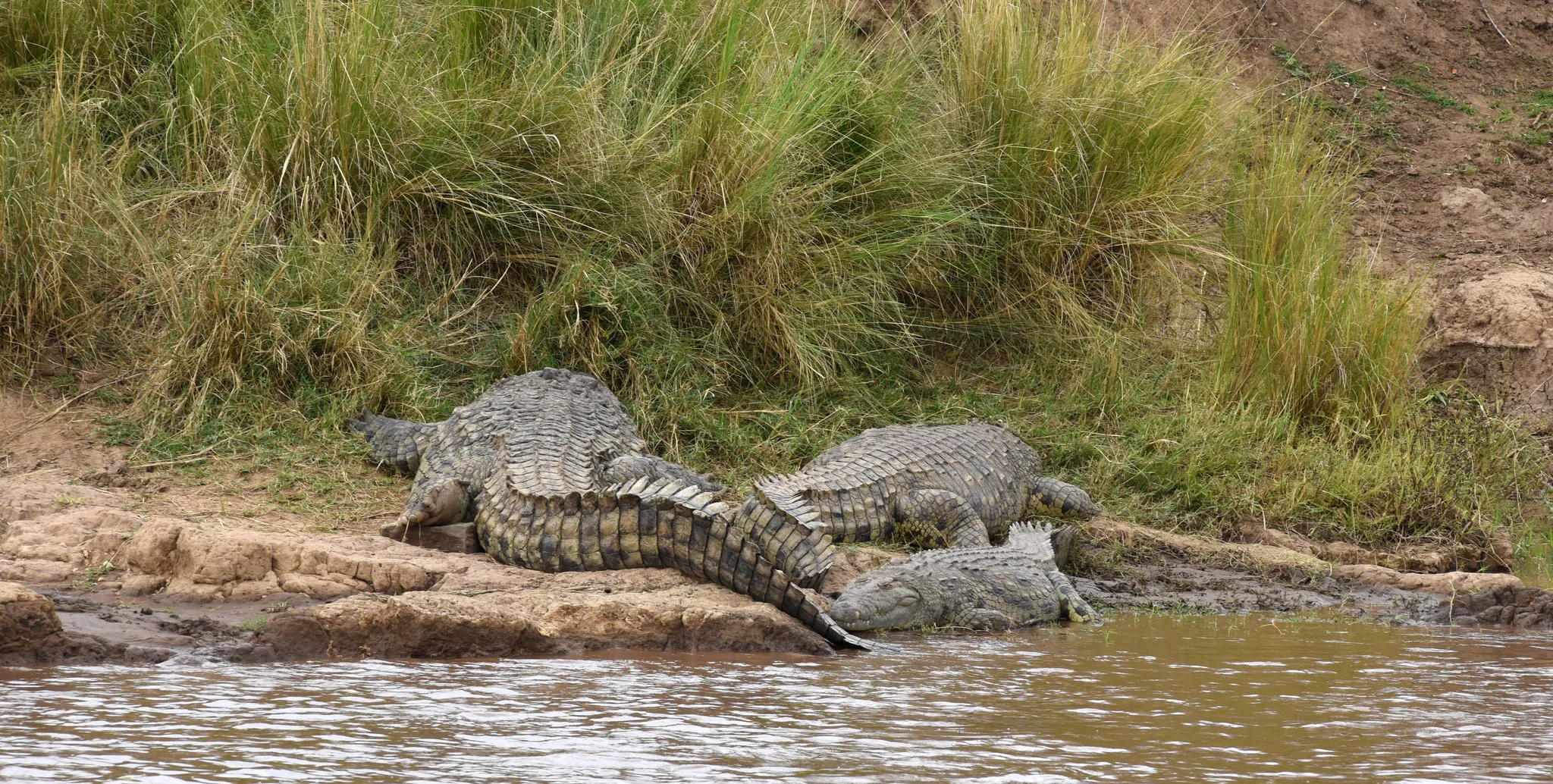 Crocodilians in the Wild
