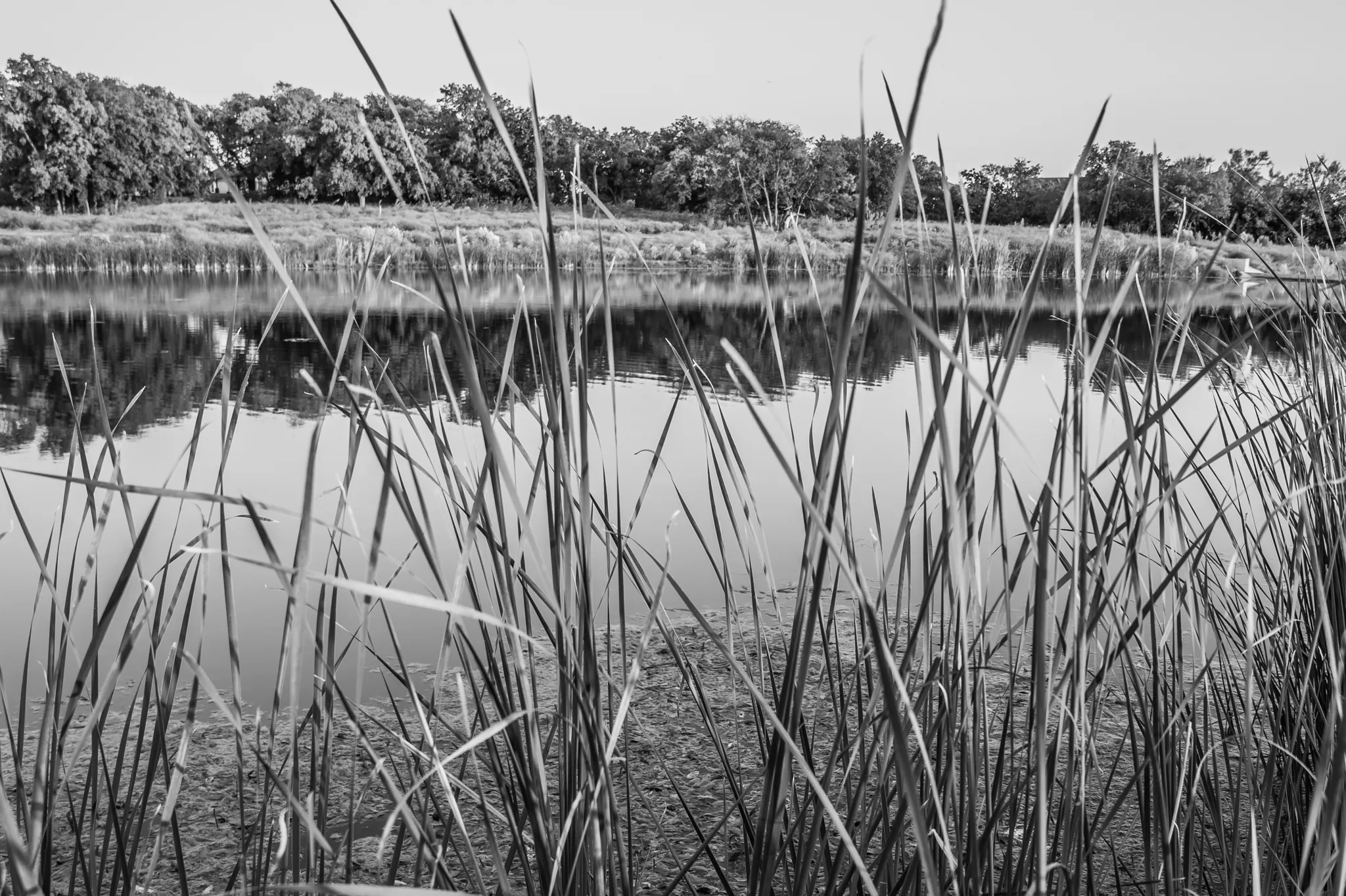 Wetlands in Black and White