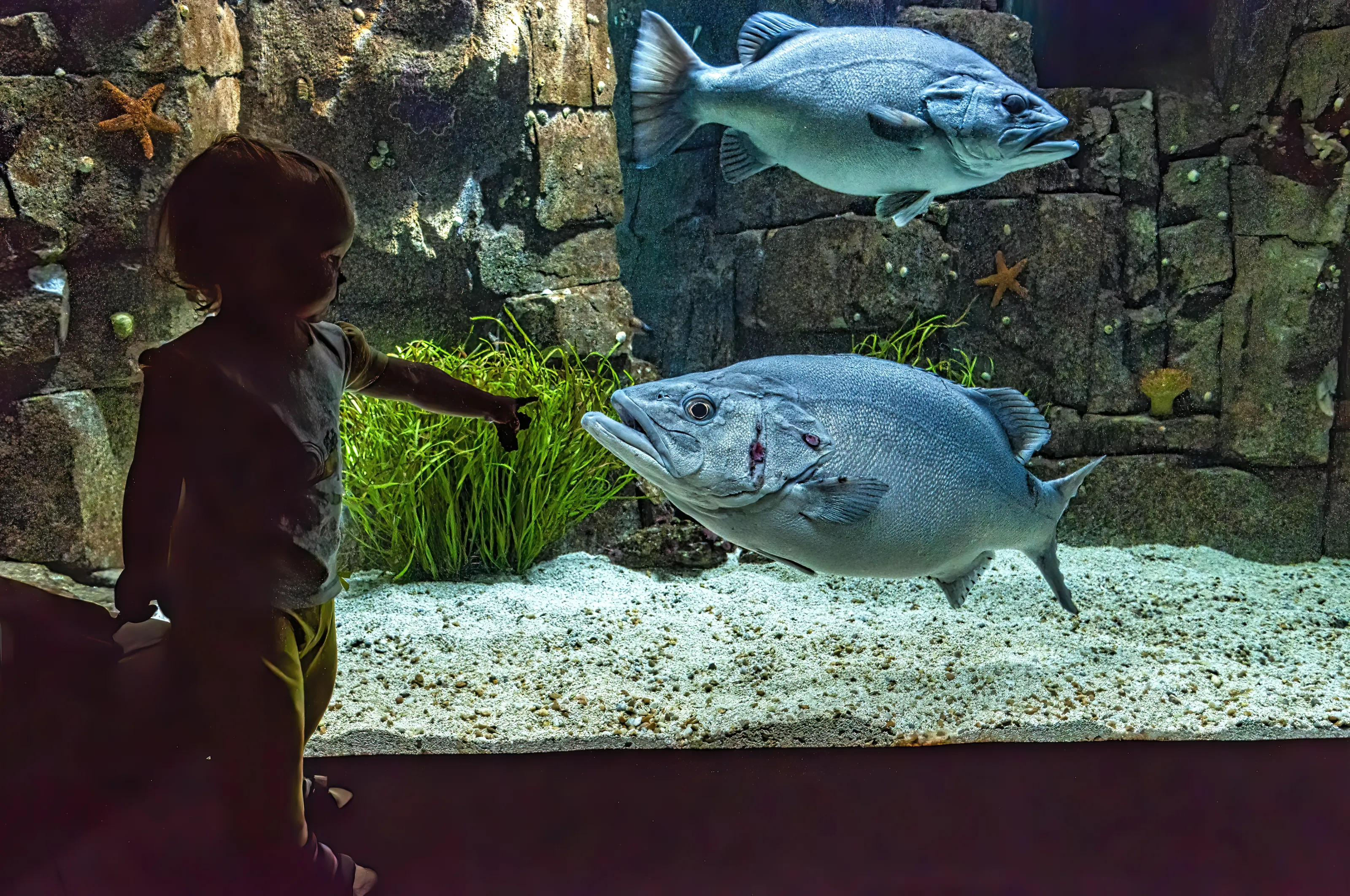 Aquariums Around The World