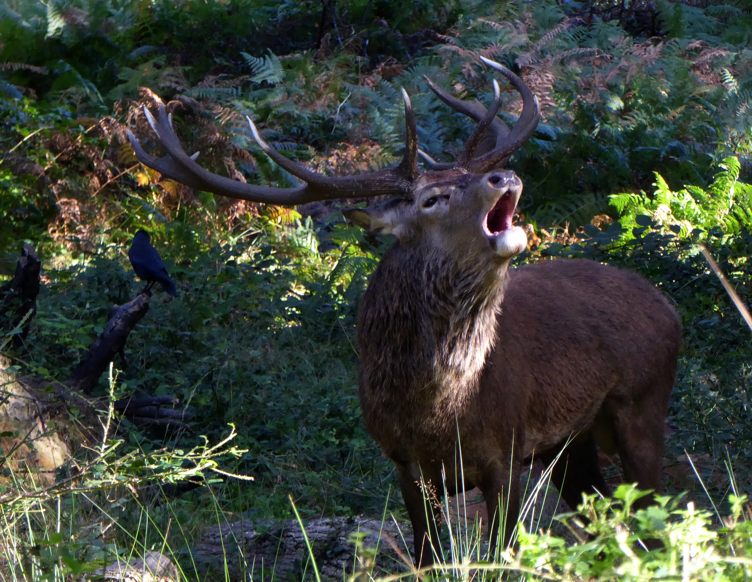 Deer Rut