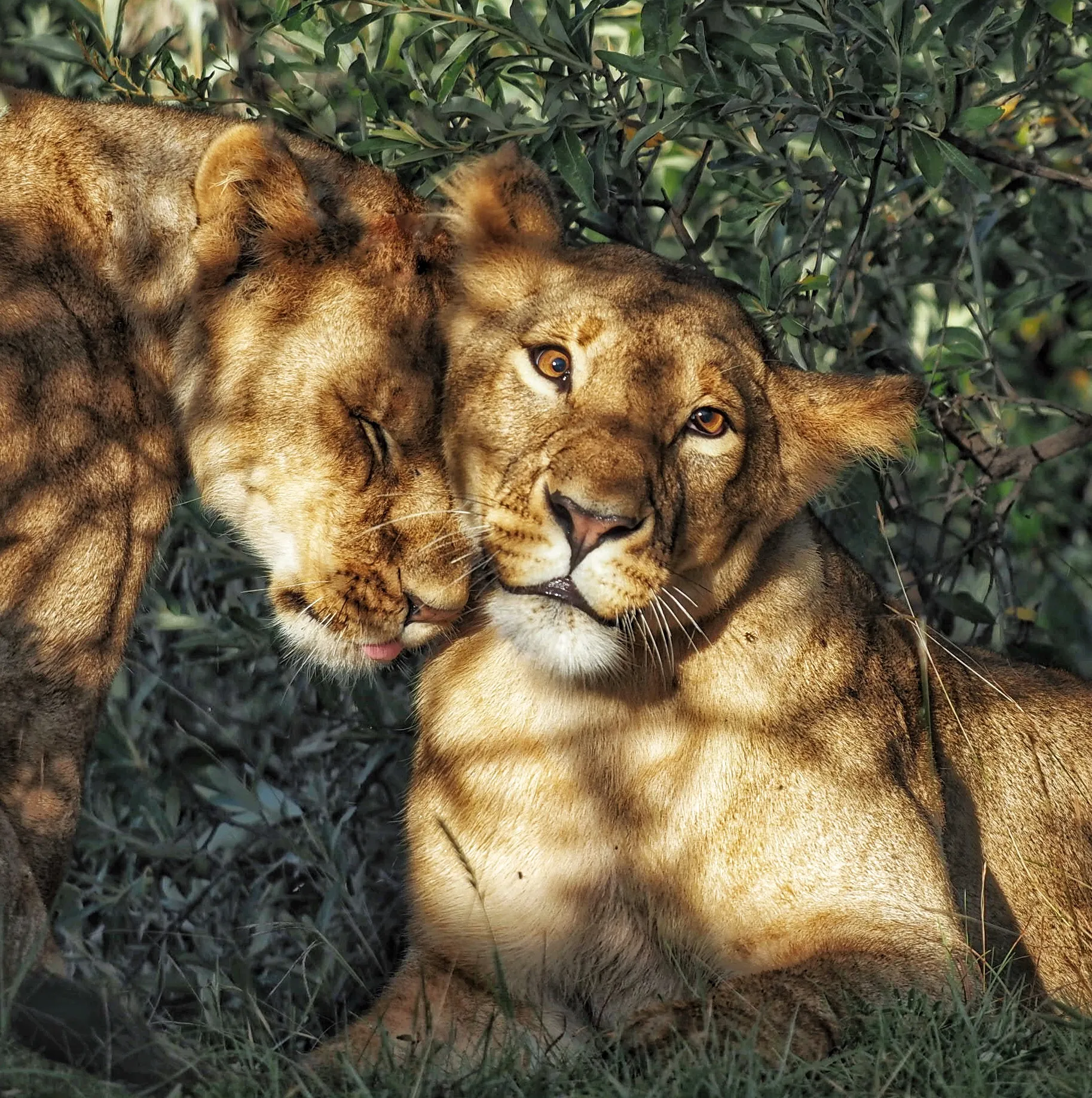 Animals Bonding