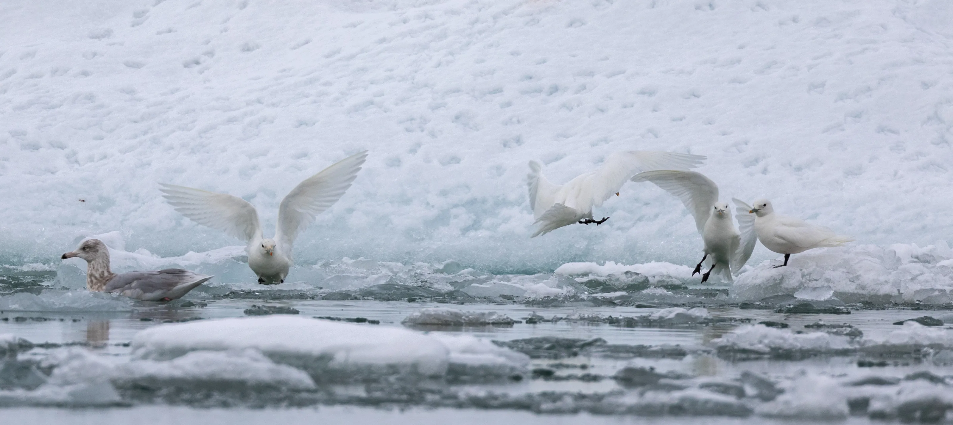 Islands/Archipelagos in Cold Places