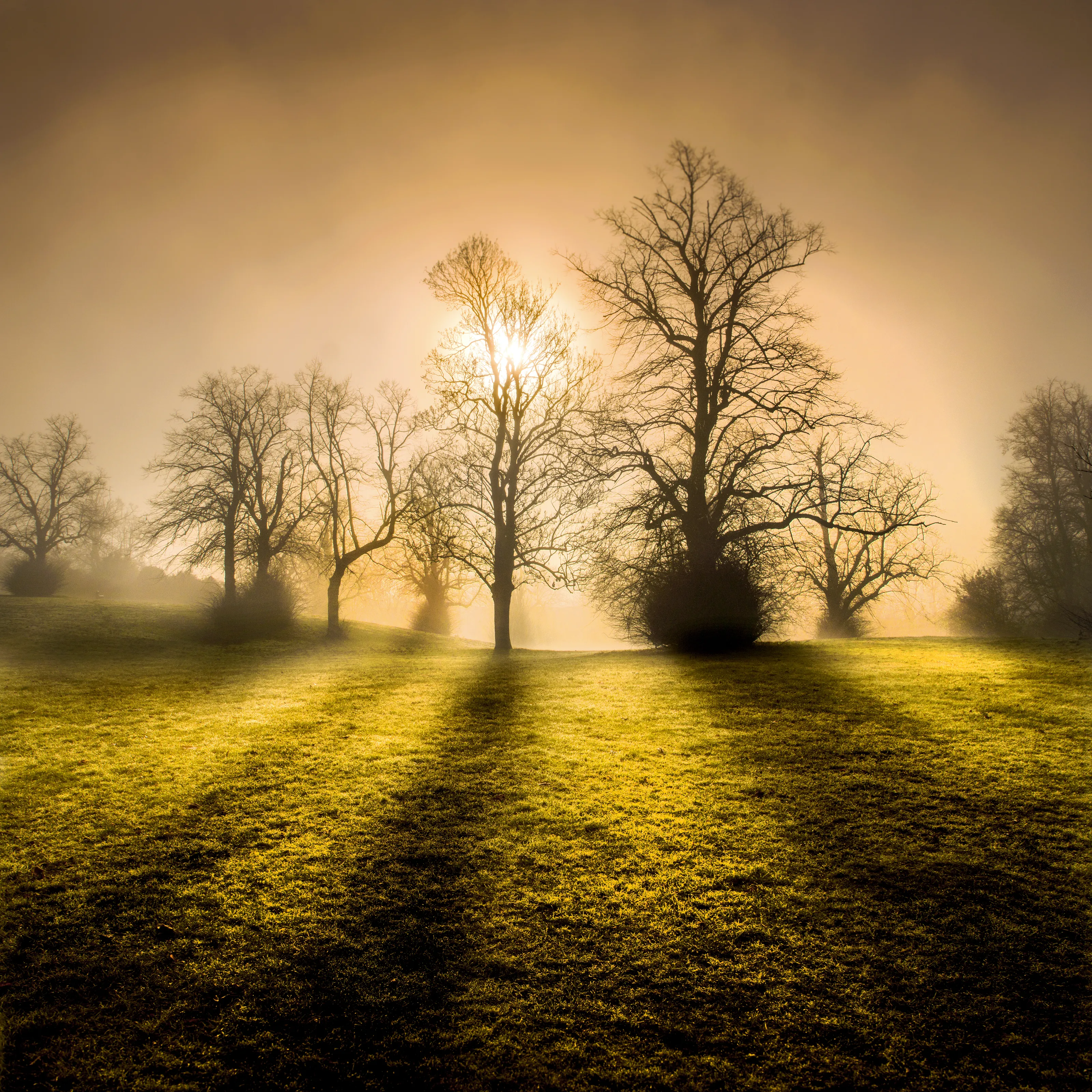 Trees (no people or animals)