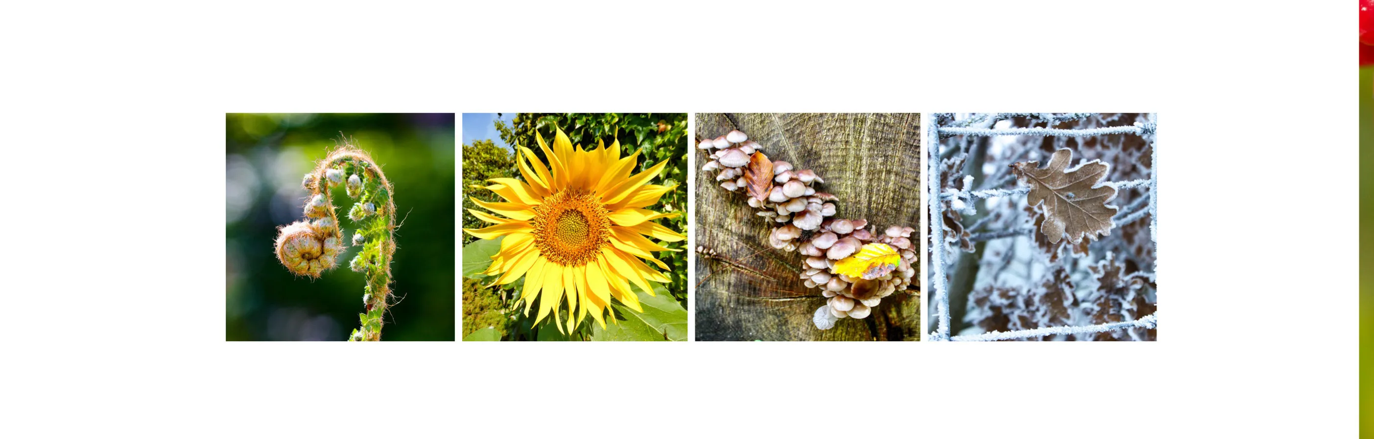 Four Seasons in Four Photographs