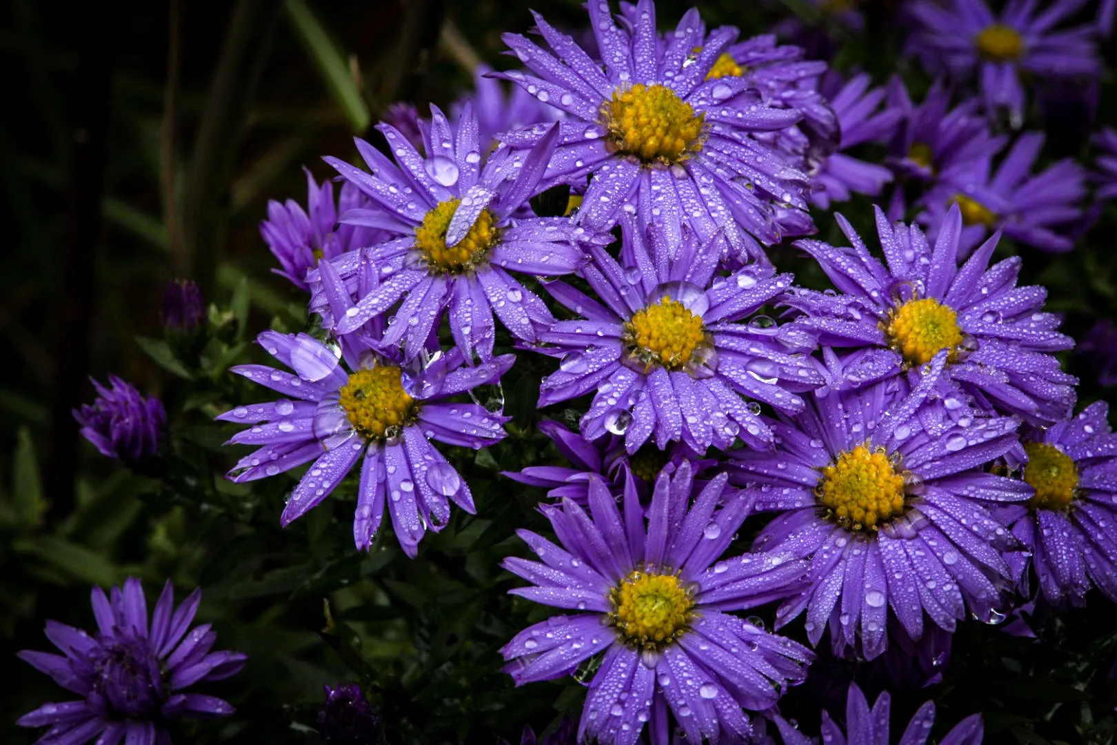 Water Drops on Flowers (in colour)