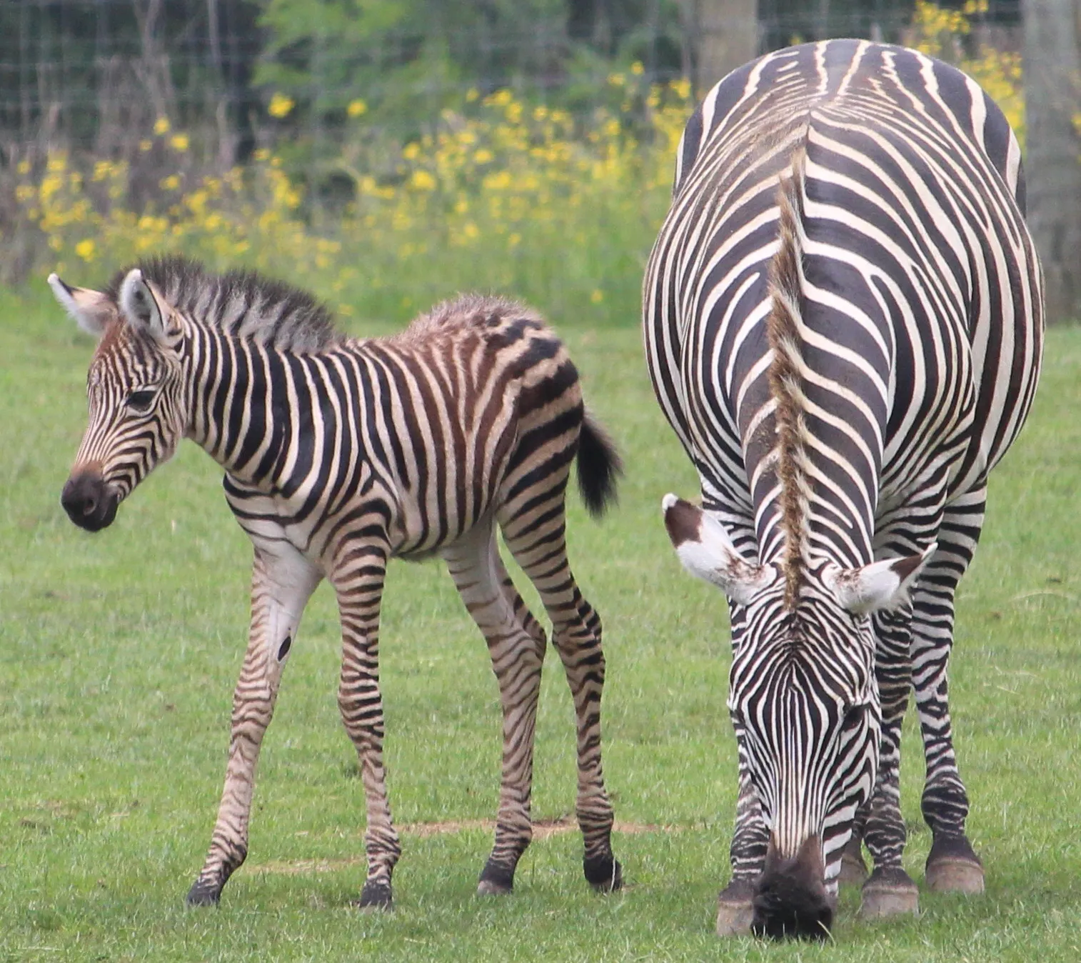 Mammals And Their Young (in colour)