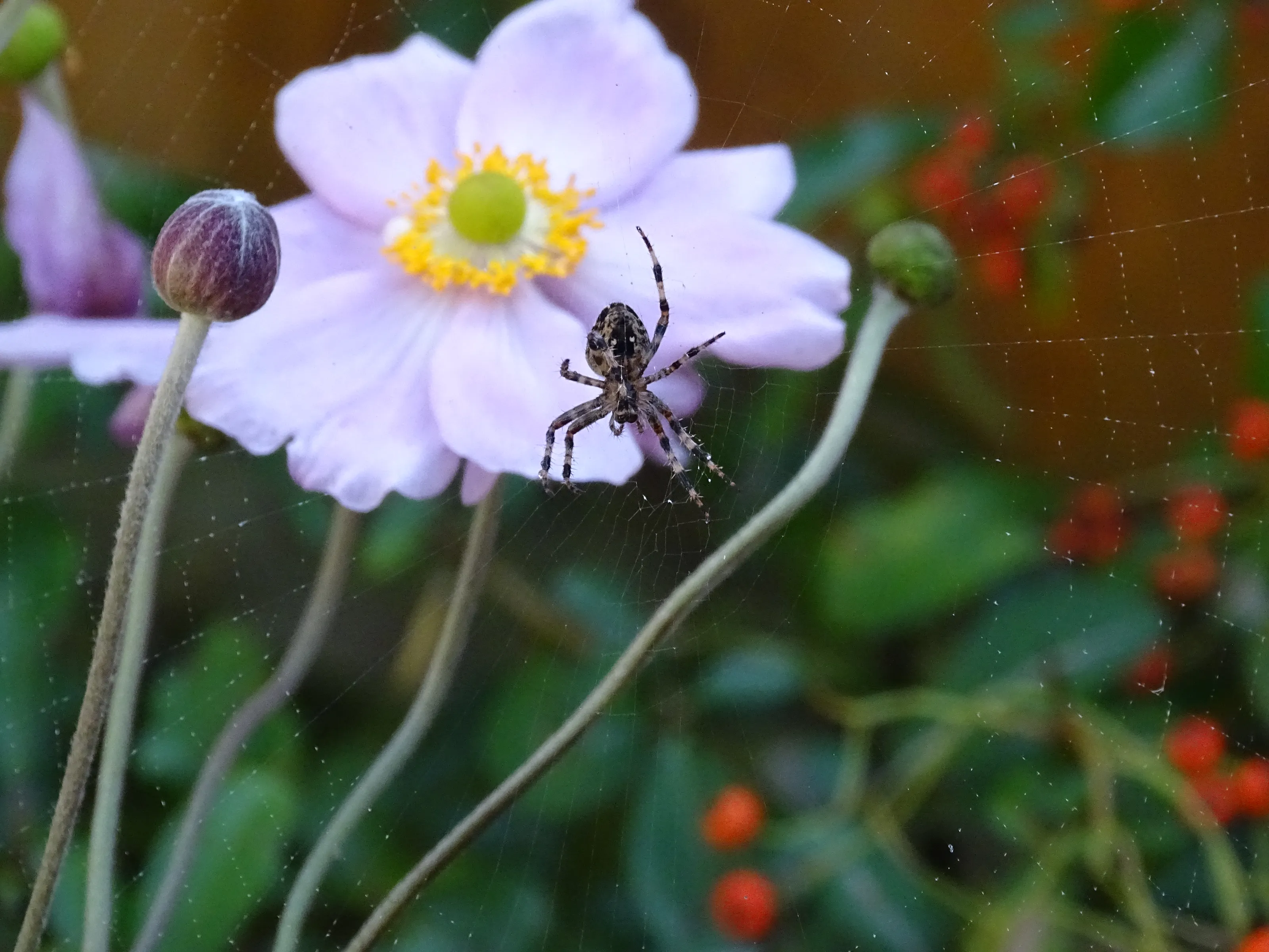 The Beauty of Spiders (in colour)