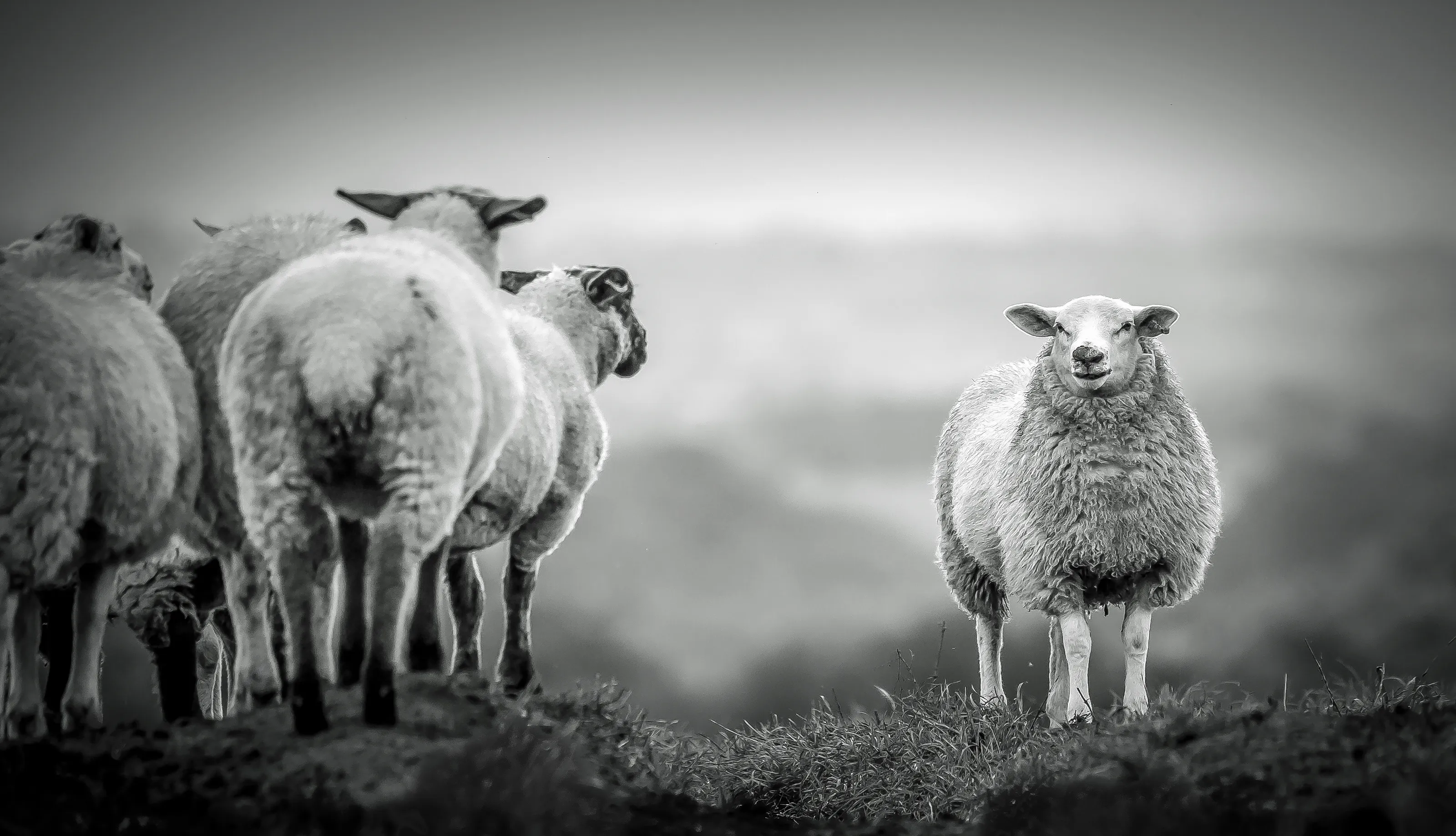 Sheep and Lambs