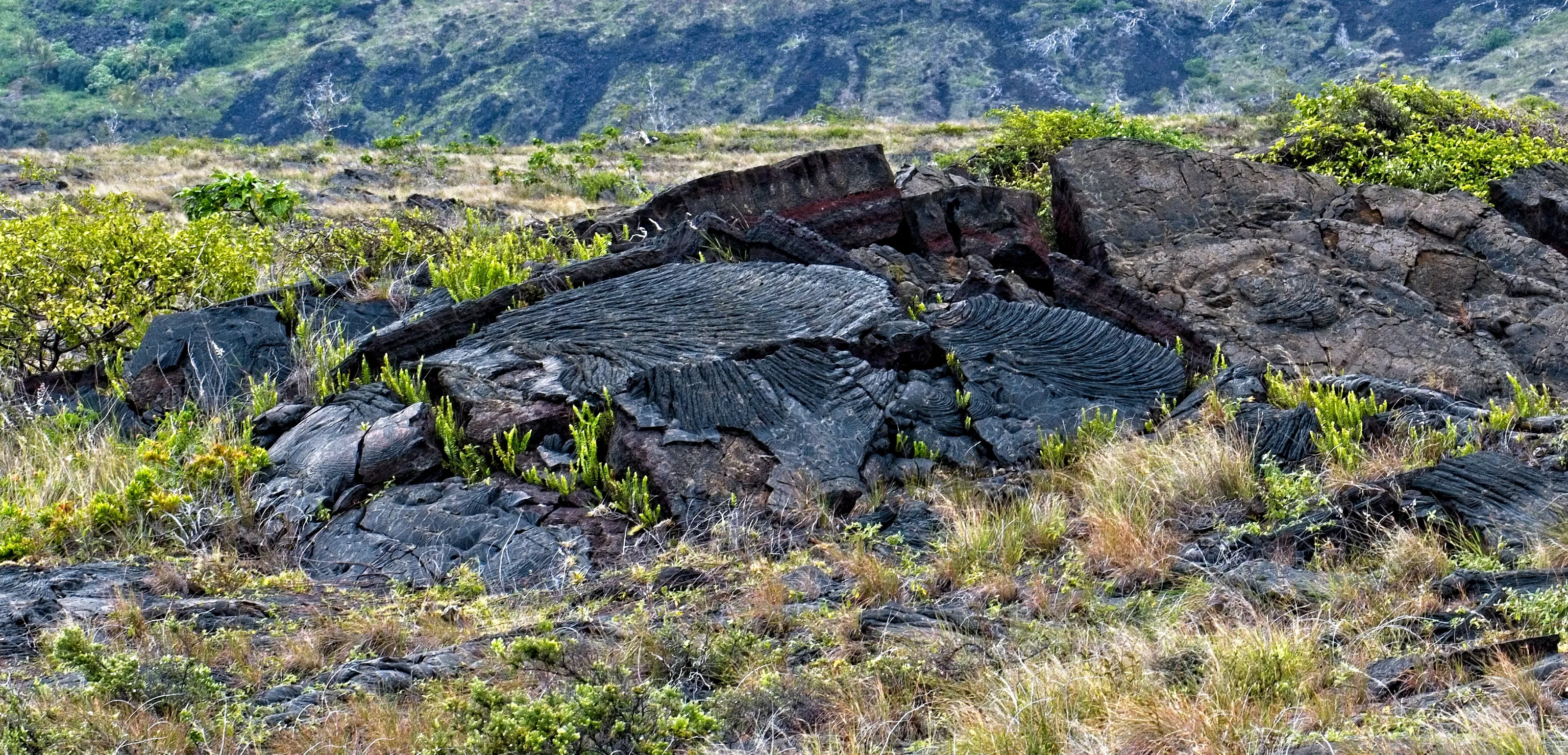 Plant Life in Lava Fields