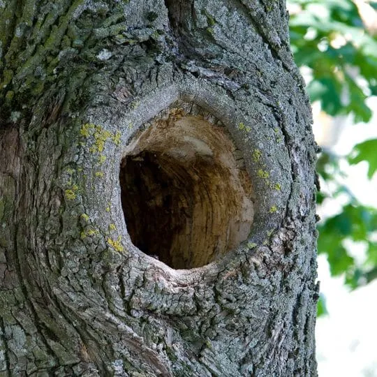Holes (not man-made)