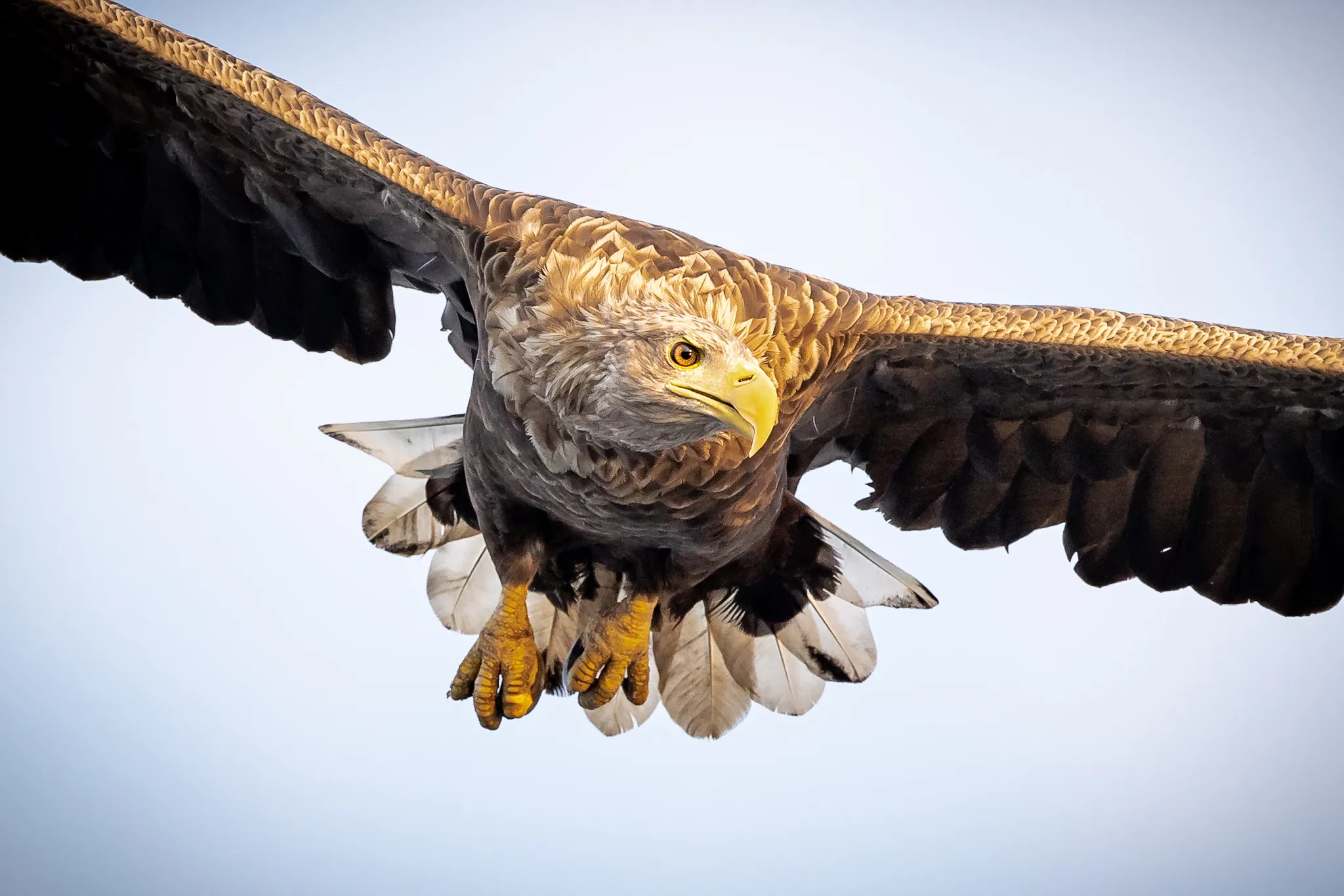 Birds in Flight