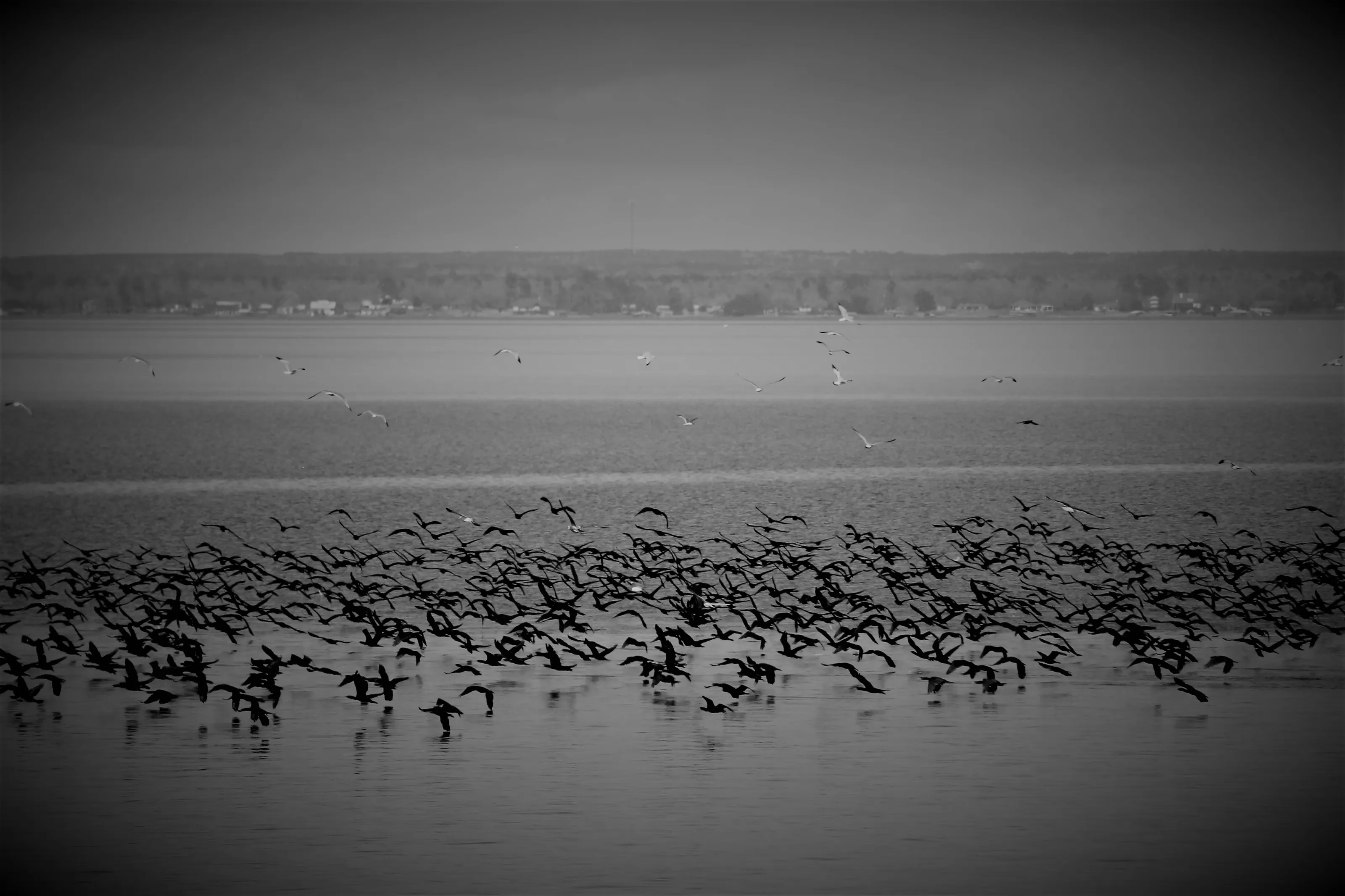 Large Flocks of Birds
