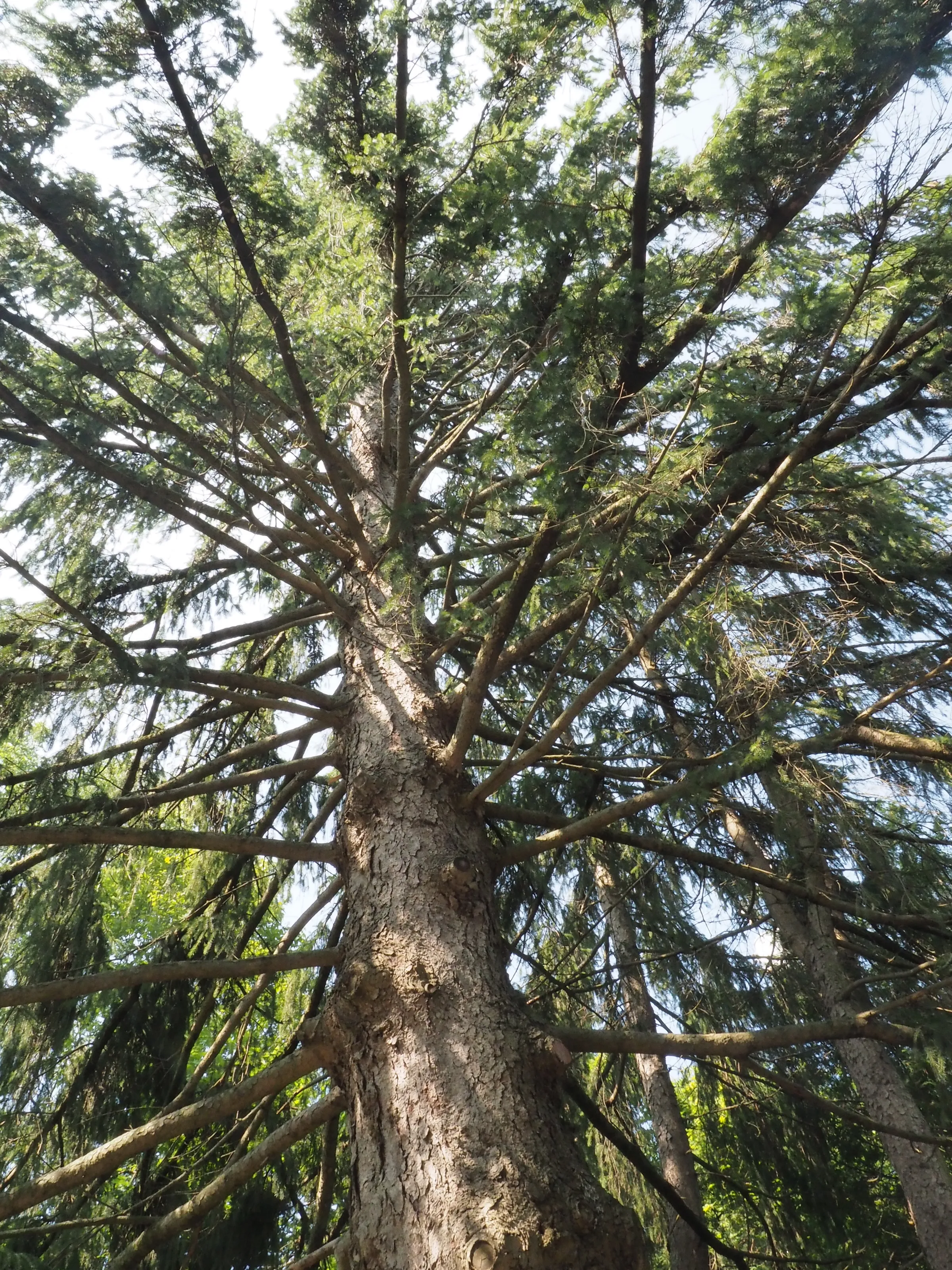 One Tree
