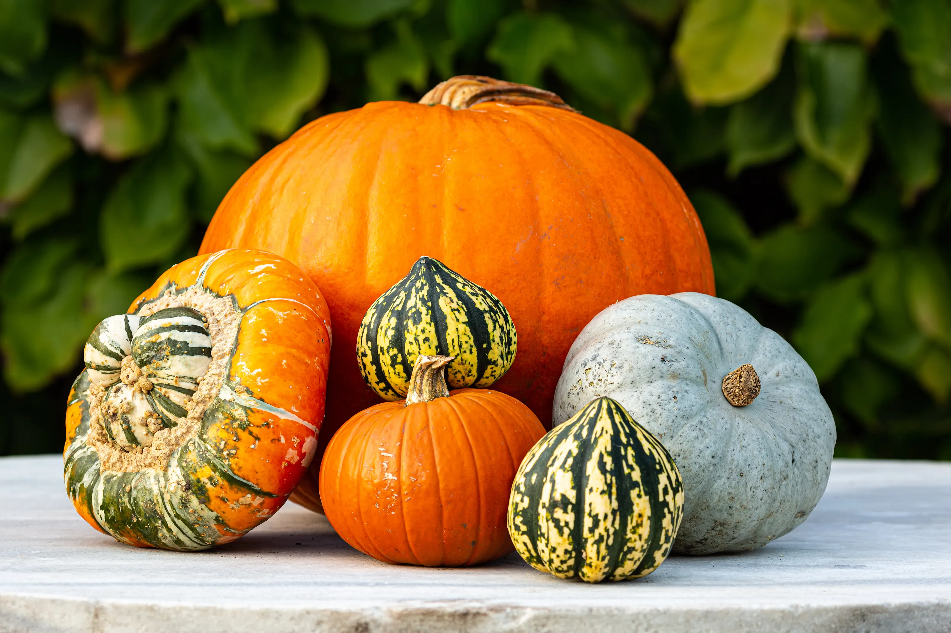 Pumpkins, Squashes and Gourds