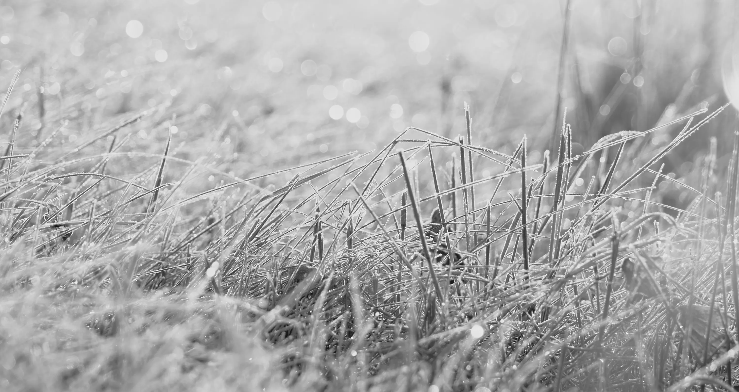 Frosty Grass