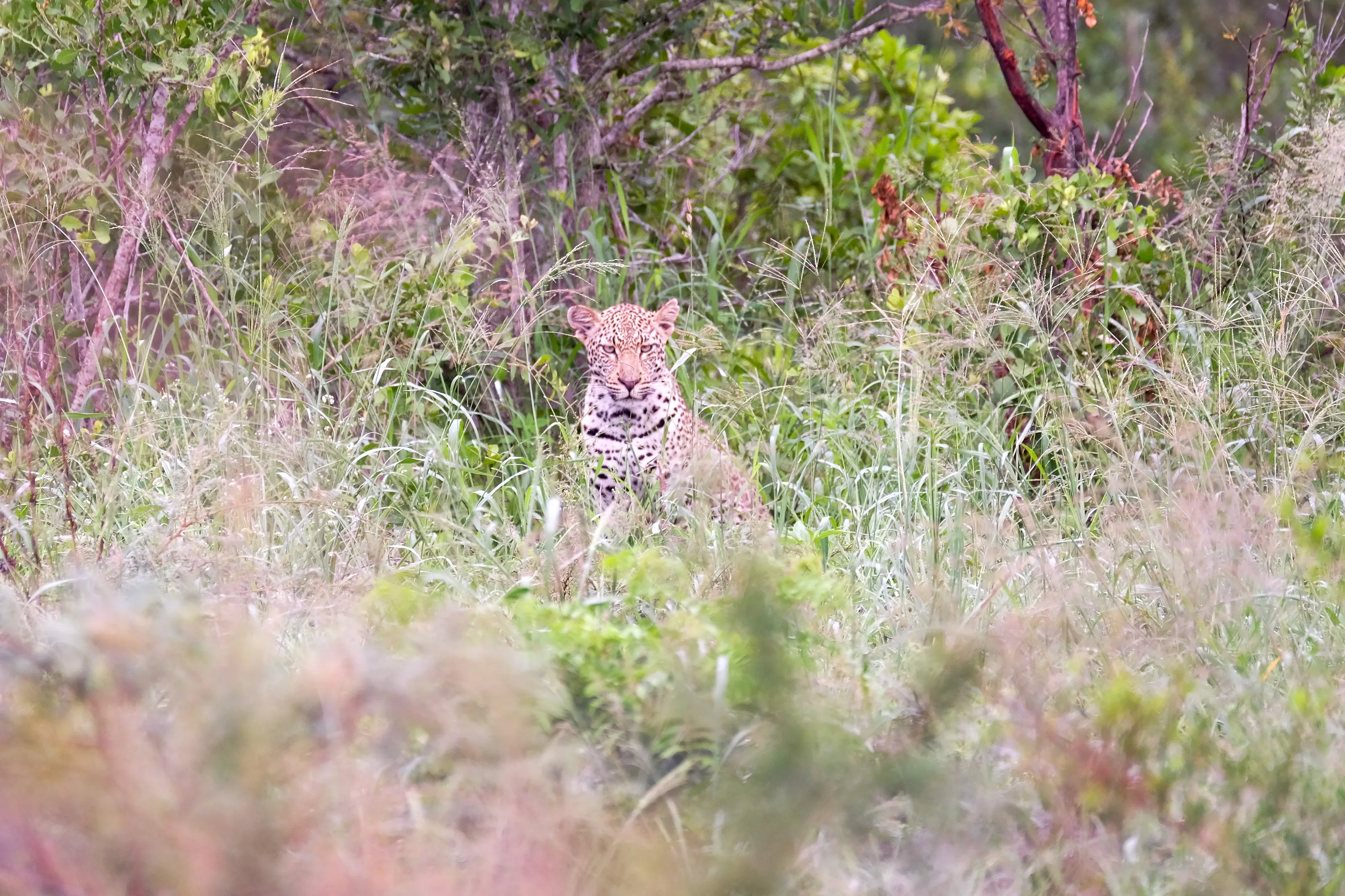 Predatory Mammals in the Wild