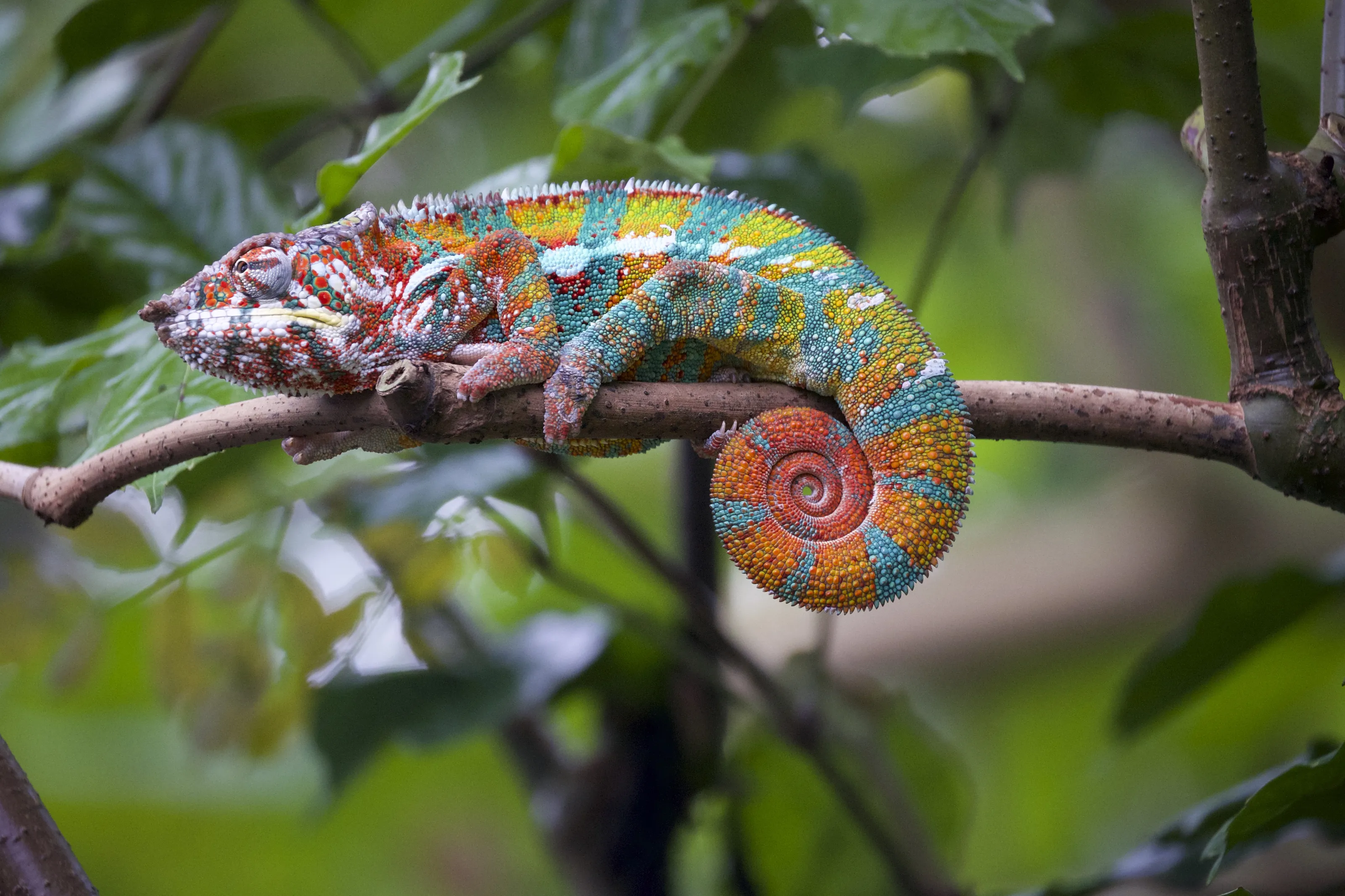 Chameleons (in colour)