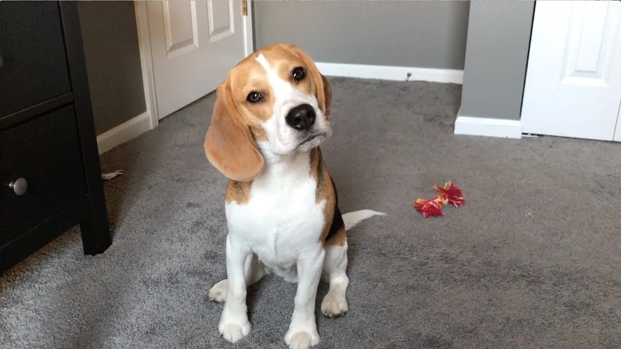 Beagles