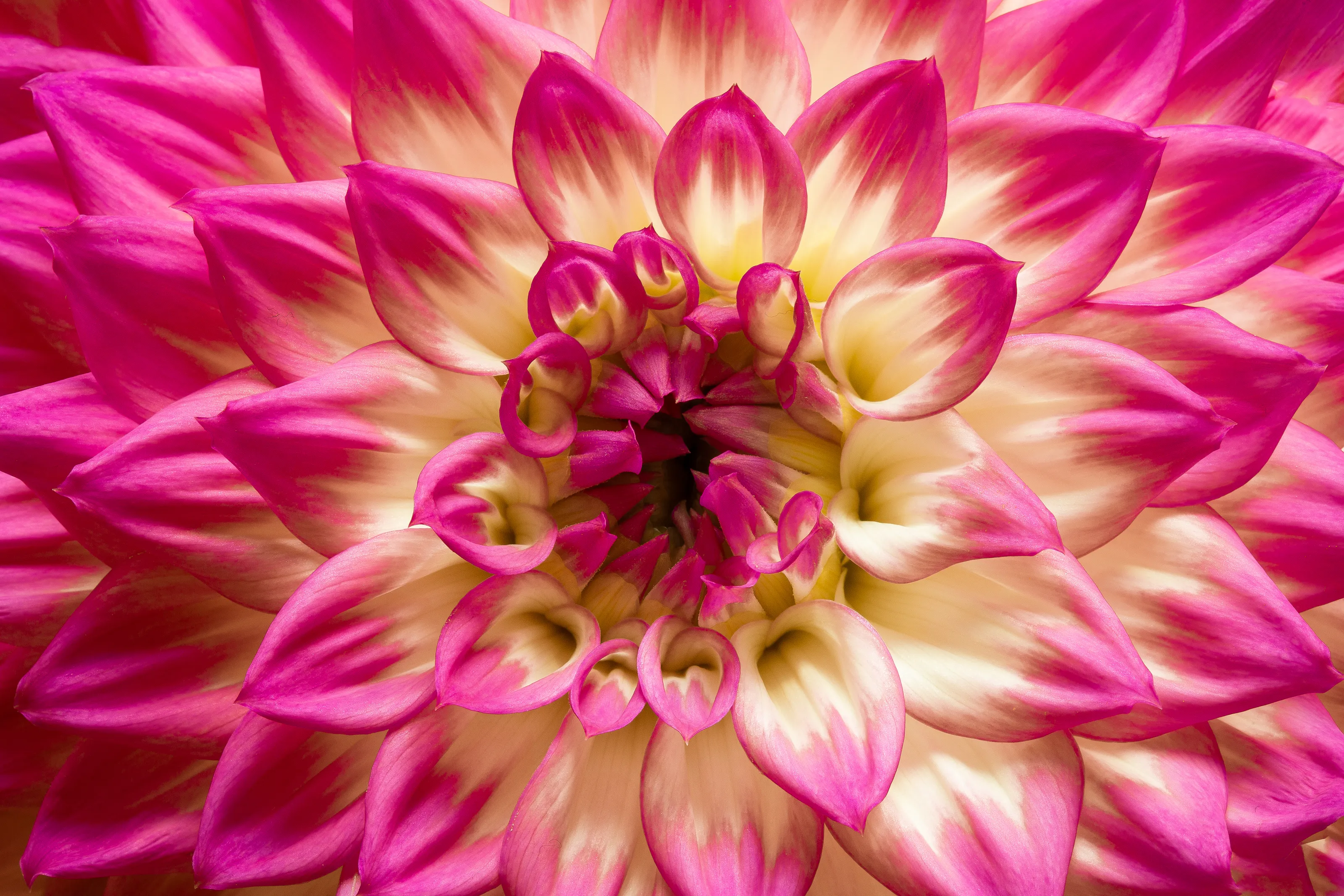 Dahlias In Close-Up (colour only)