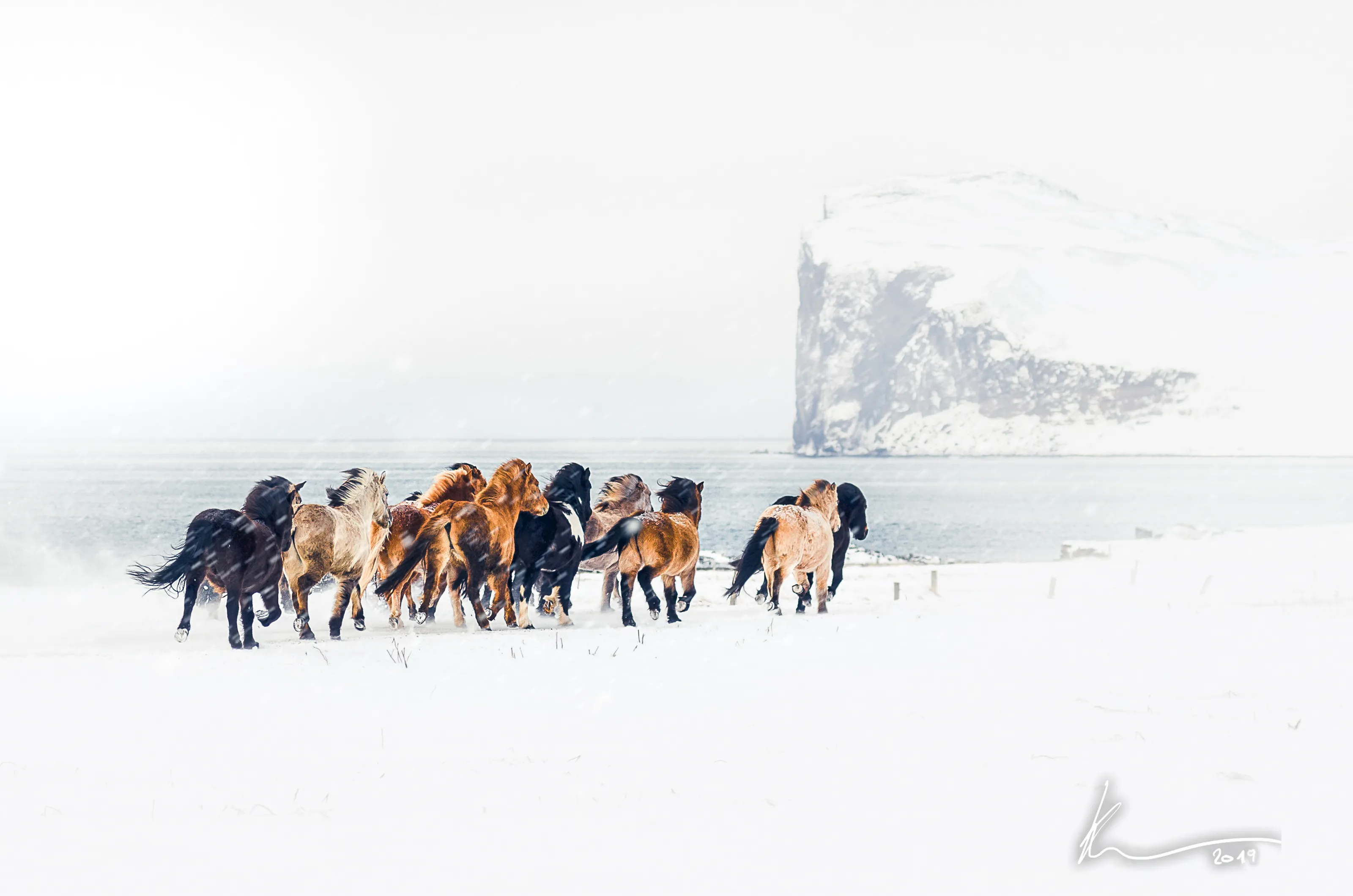 Endurance of Wildlife and Nature (no people)
