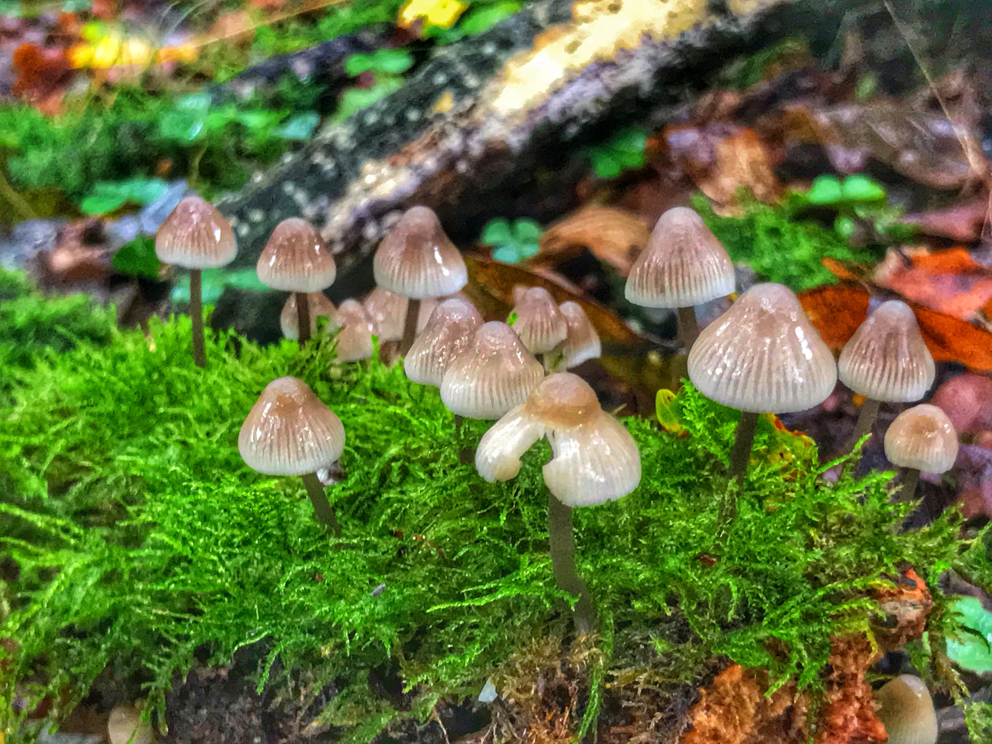 Fungi In Nature