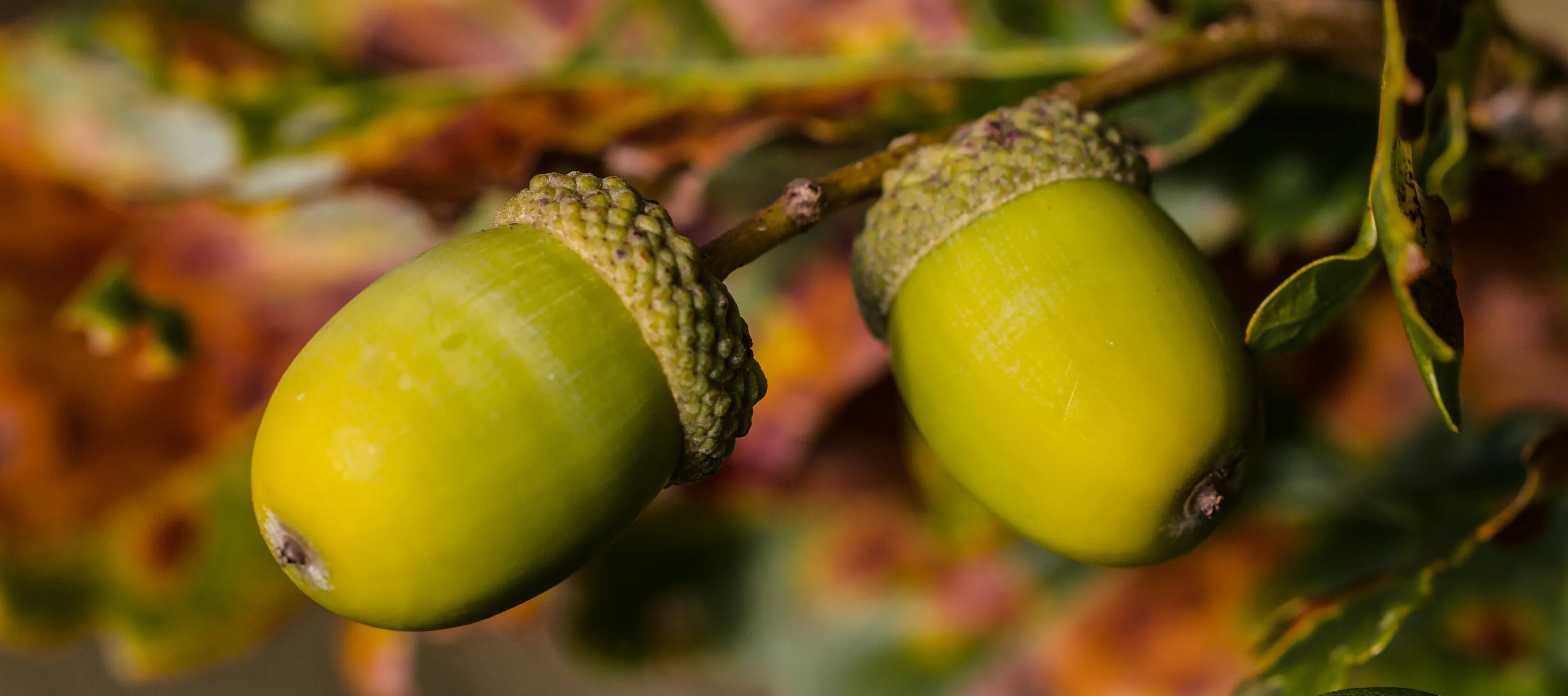 Fruits of the Forest