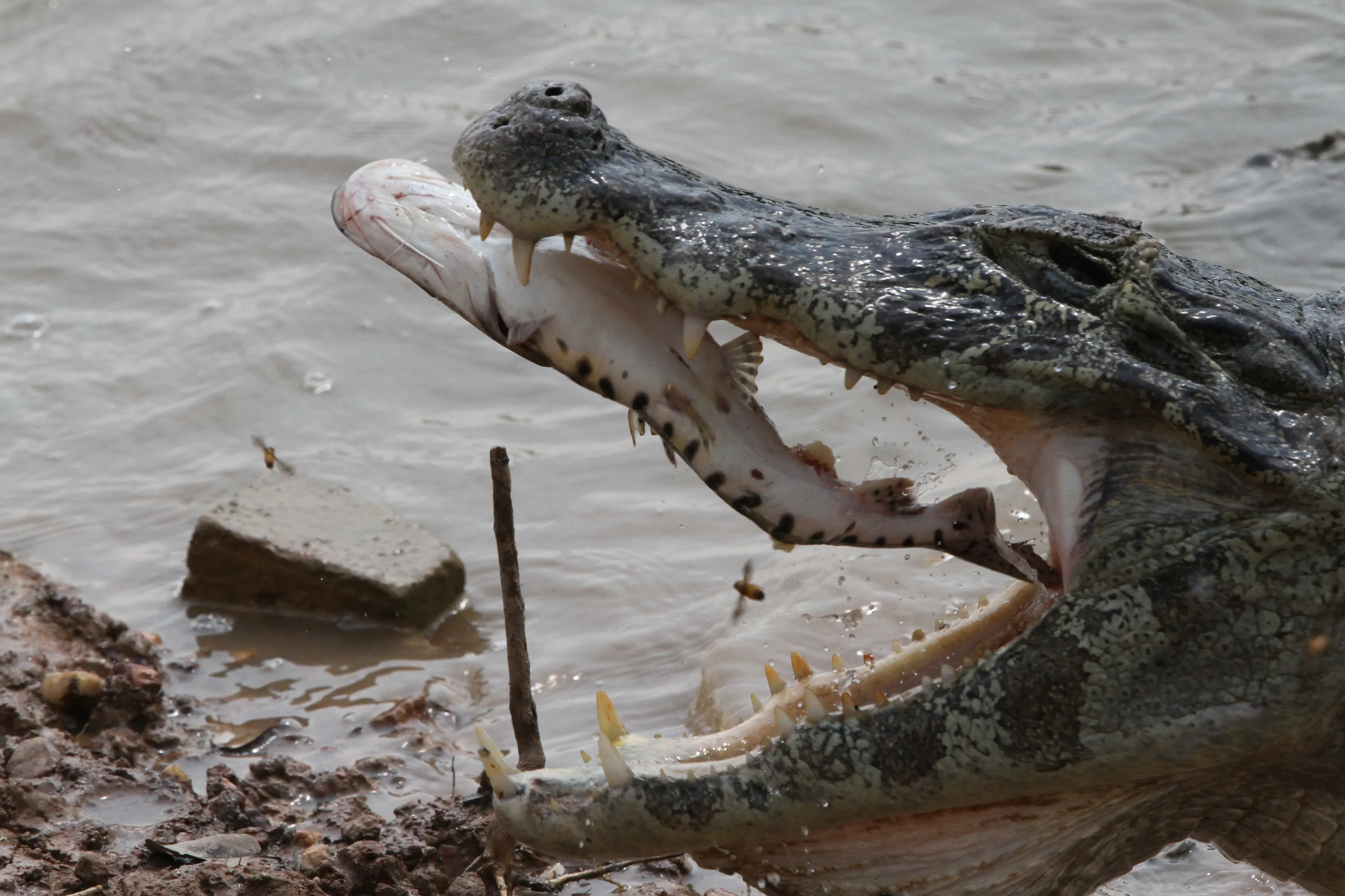 Reptiles with Prey (no people)