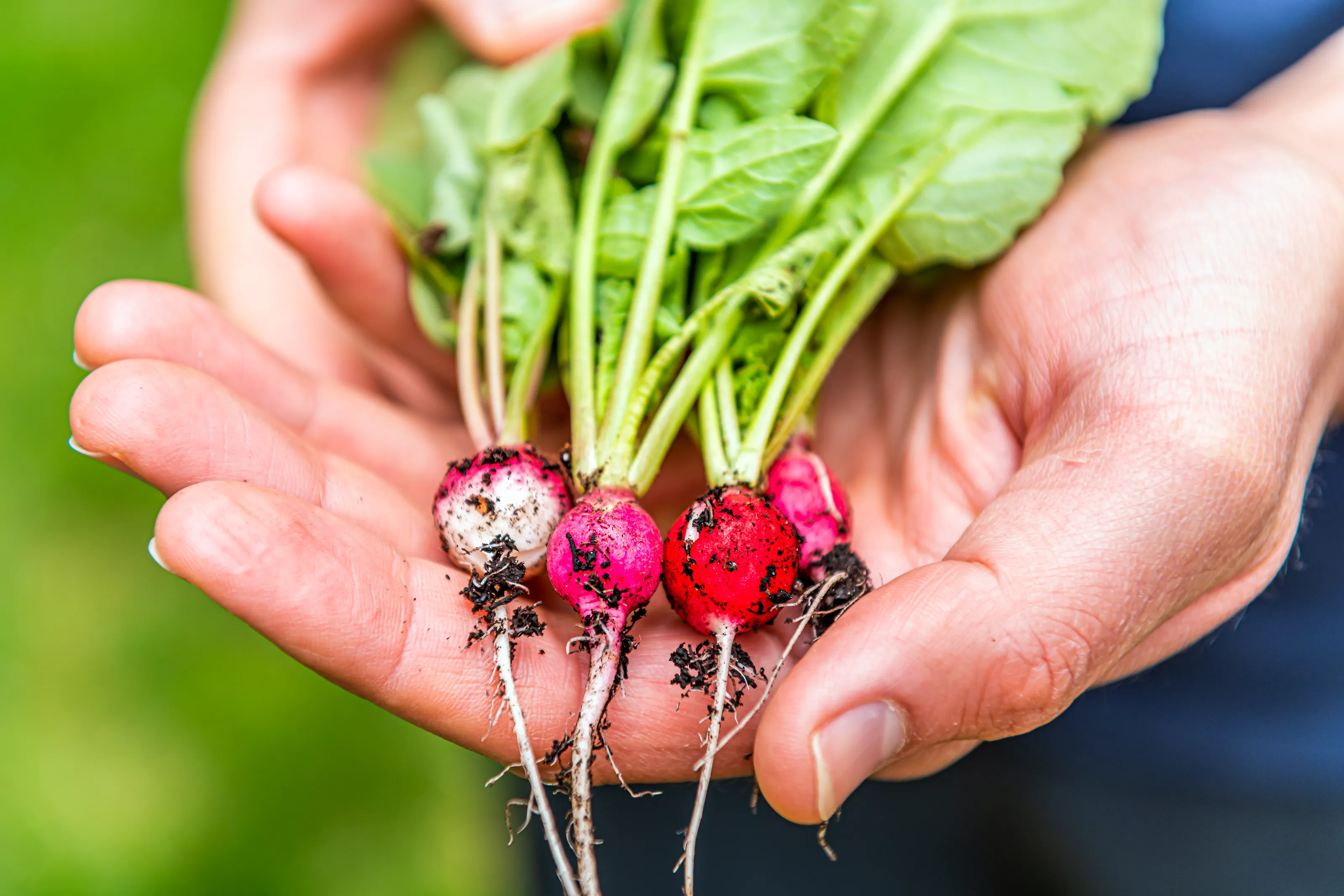Joy of Gardening (in colour)