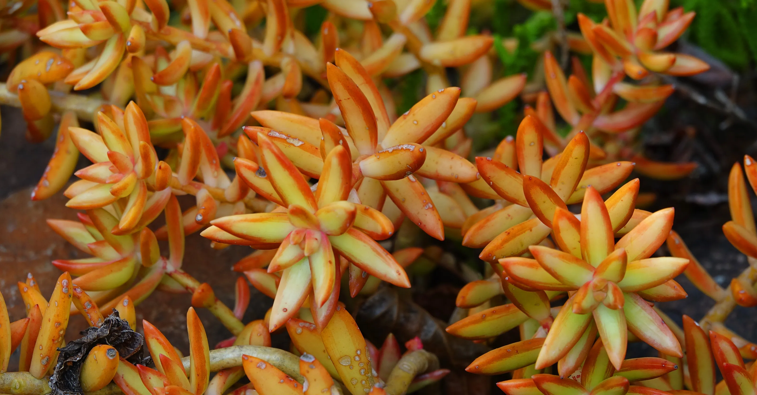 Just Succulents - No Cacti