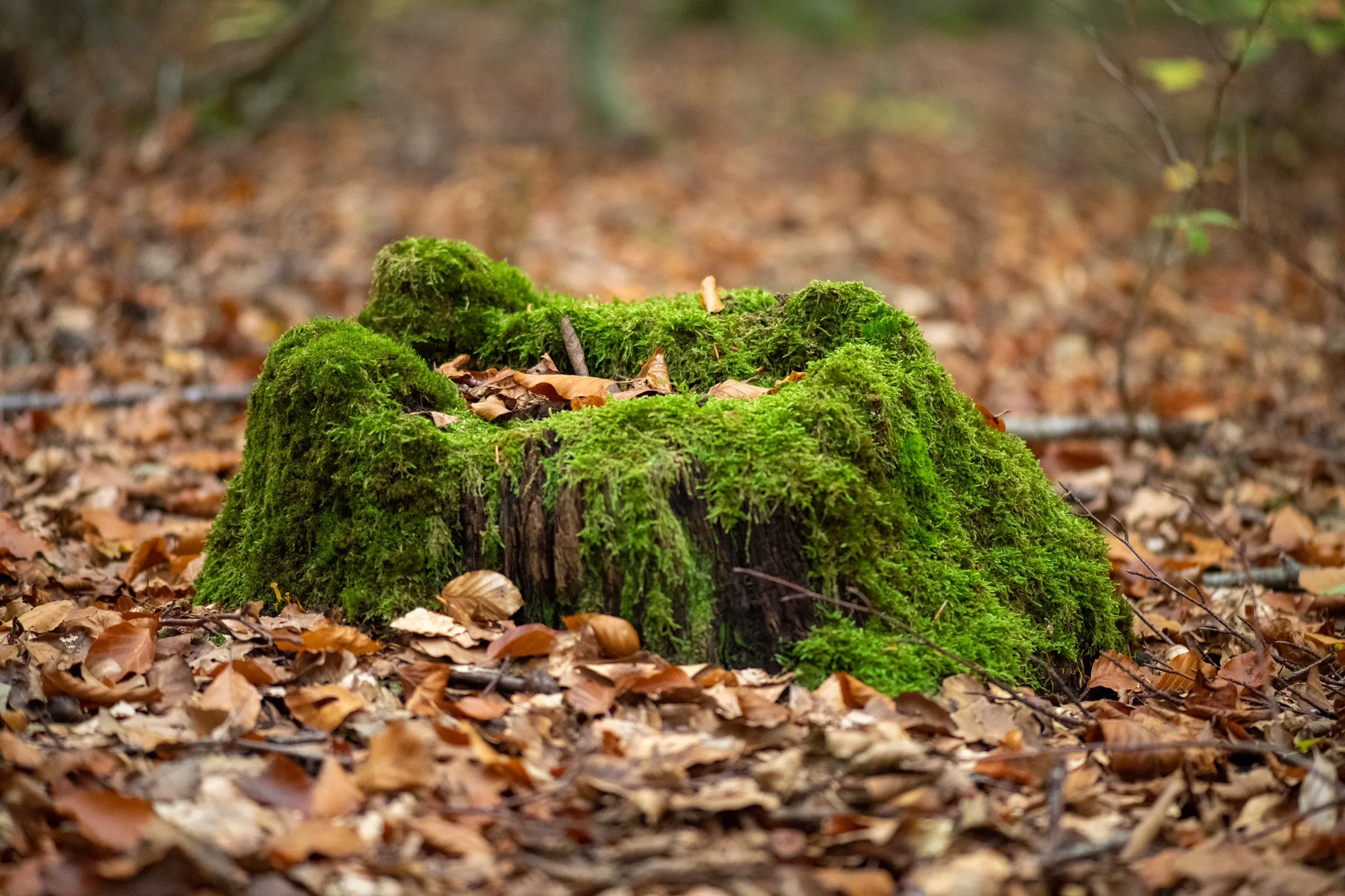Old Tree Stumps