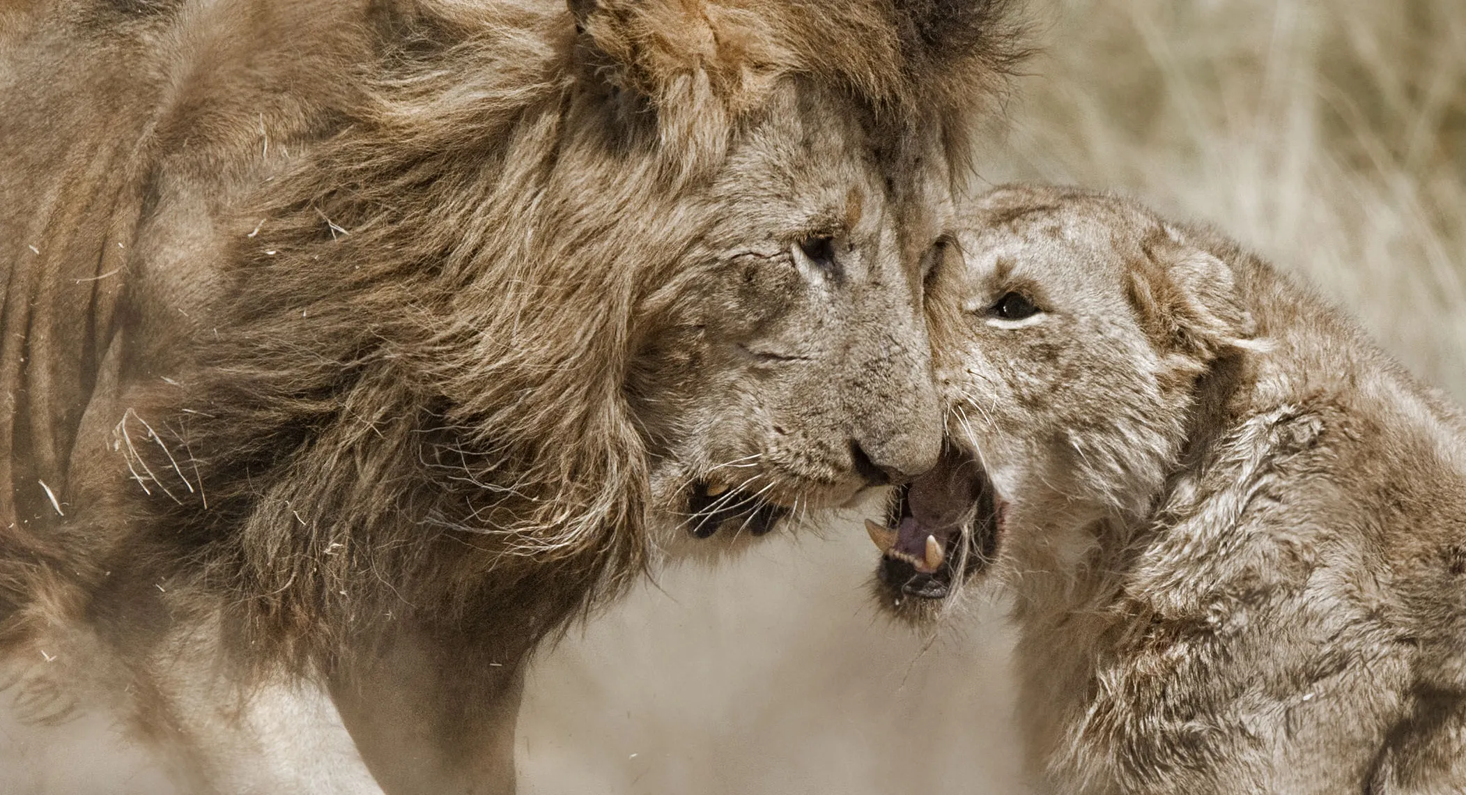 Mammals in the wild