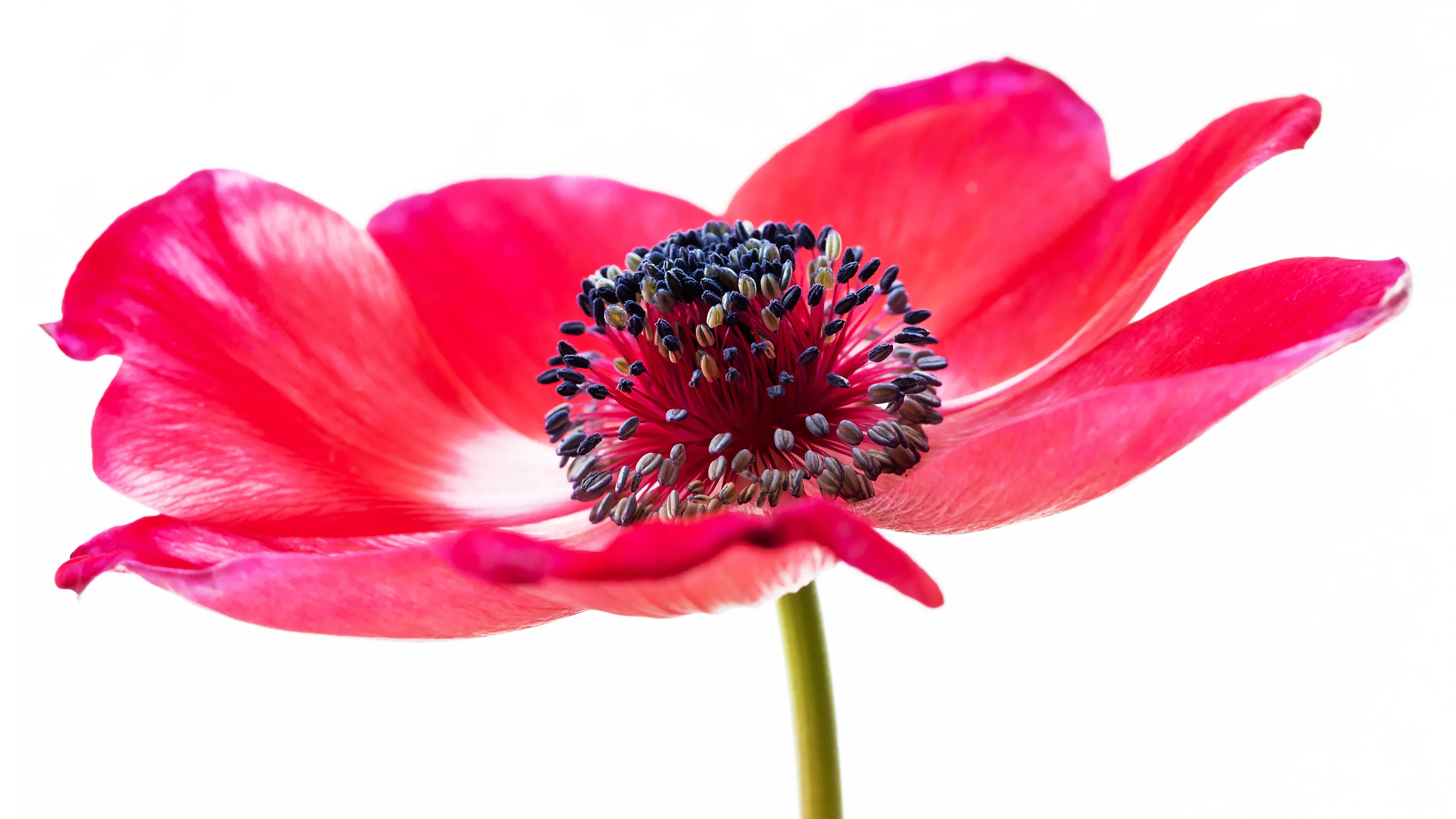 Red Flowers (no roses)