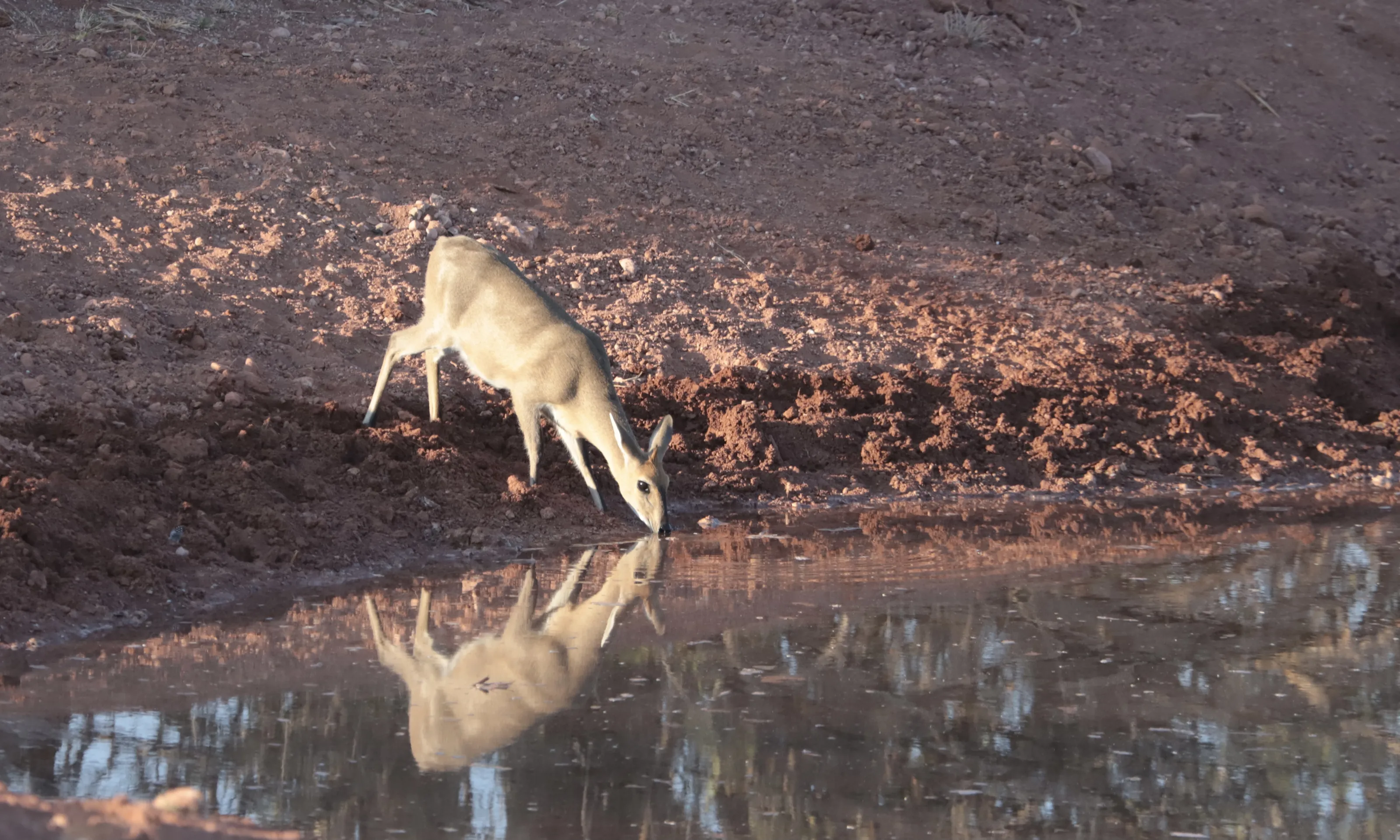 Wild Animals Drinking