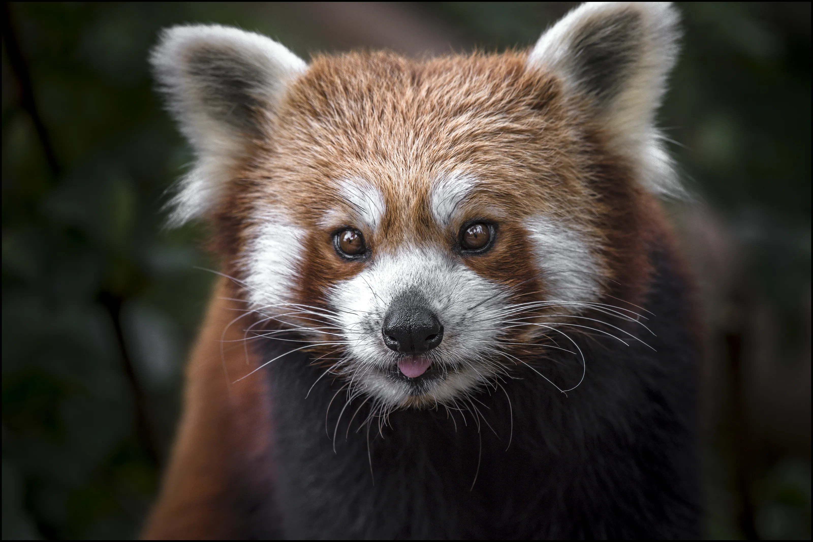 Red Pandas