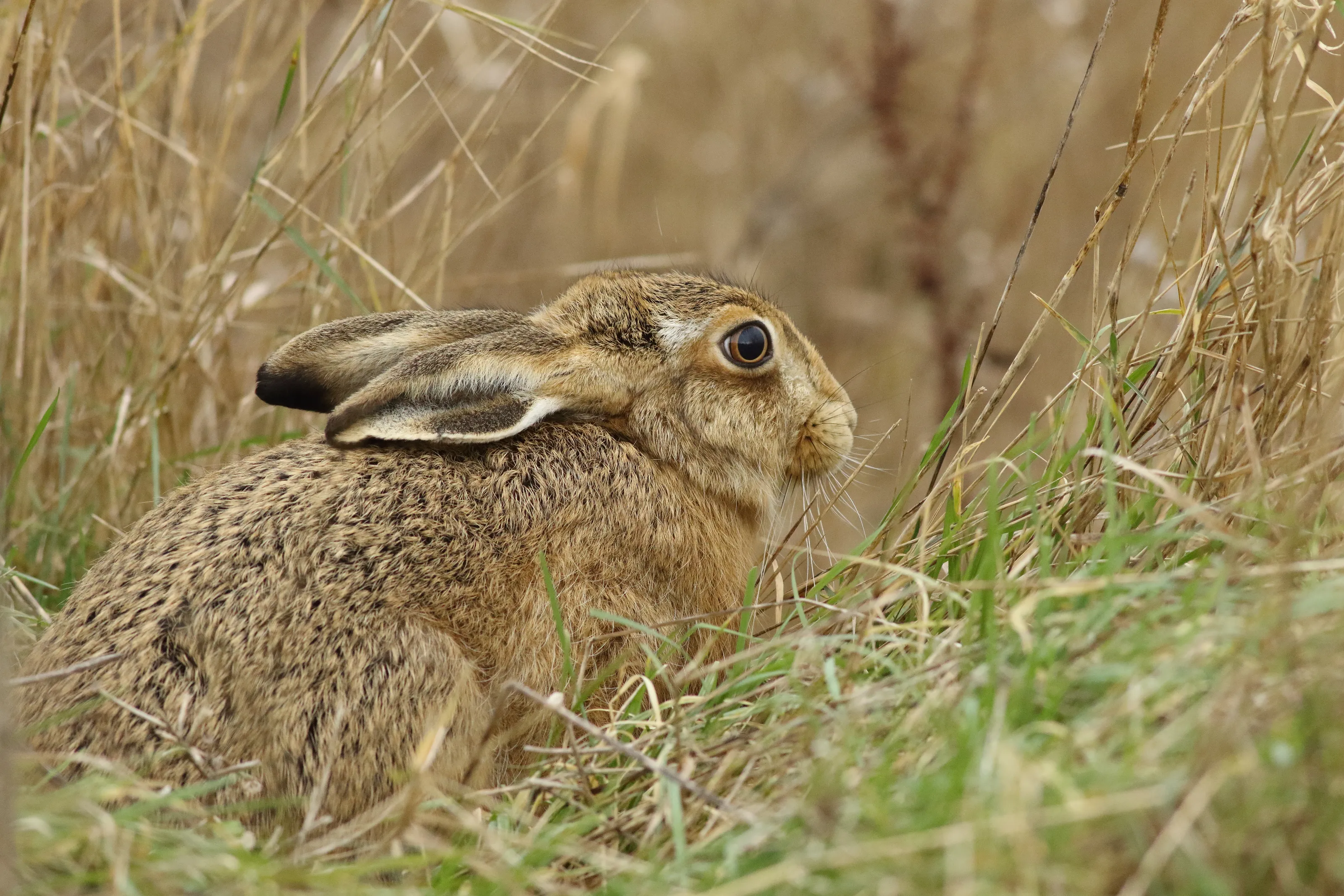Wild Rabbits and Hares