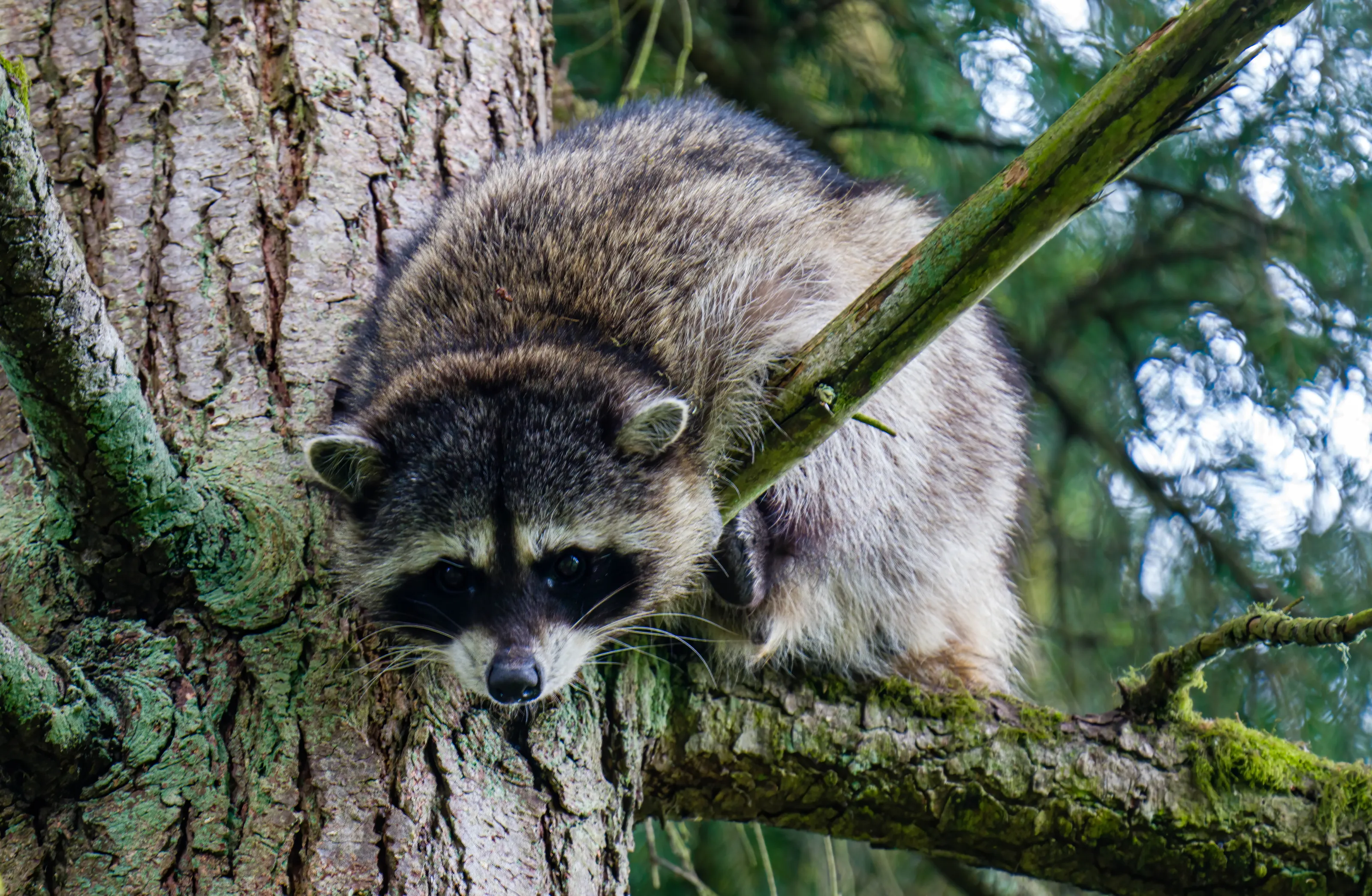 Raccoons