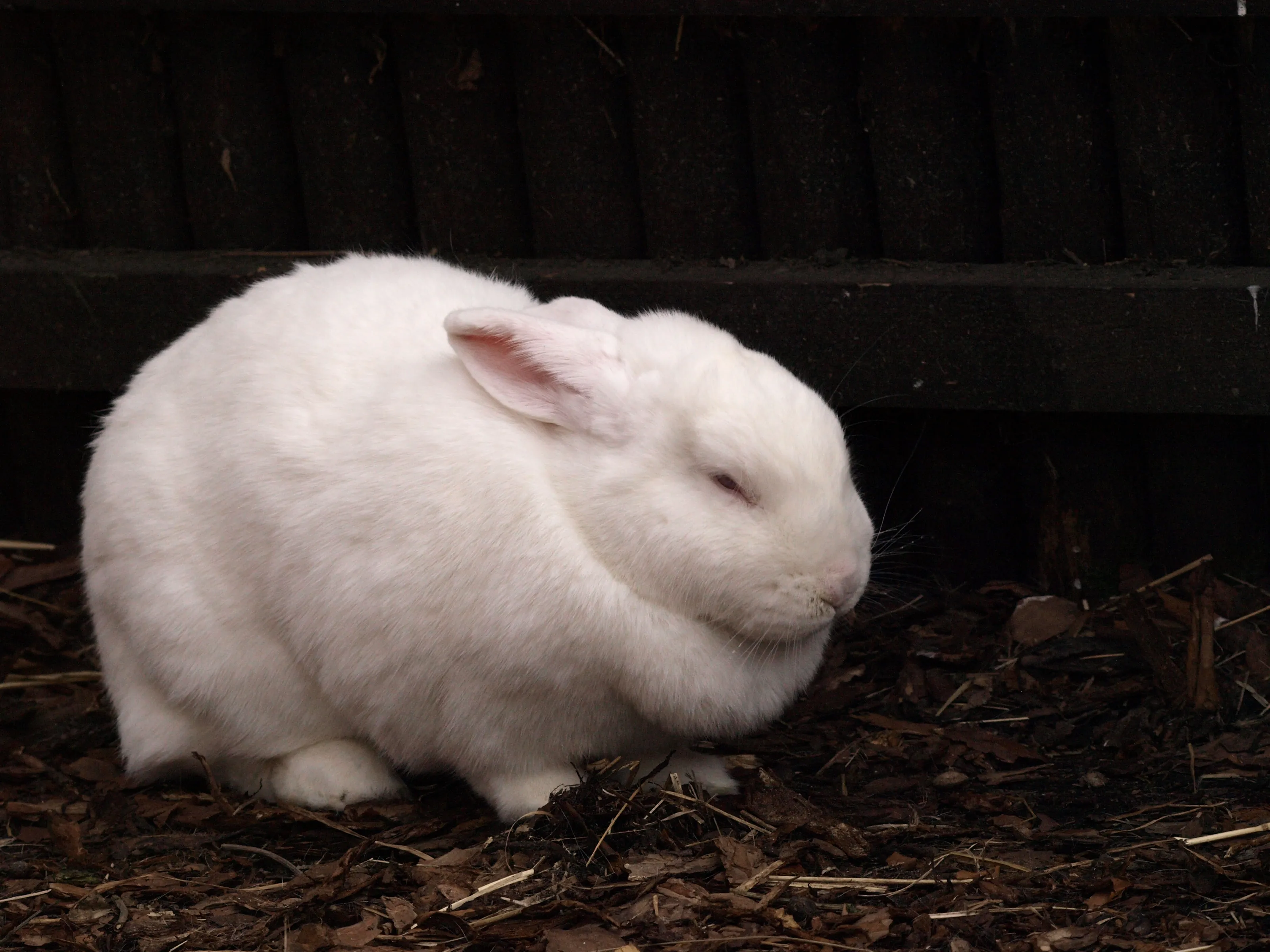 Animals That Are White or Mainly White (no people)