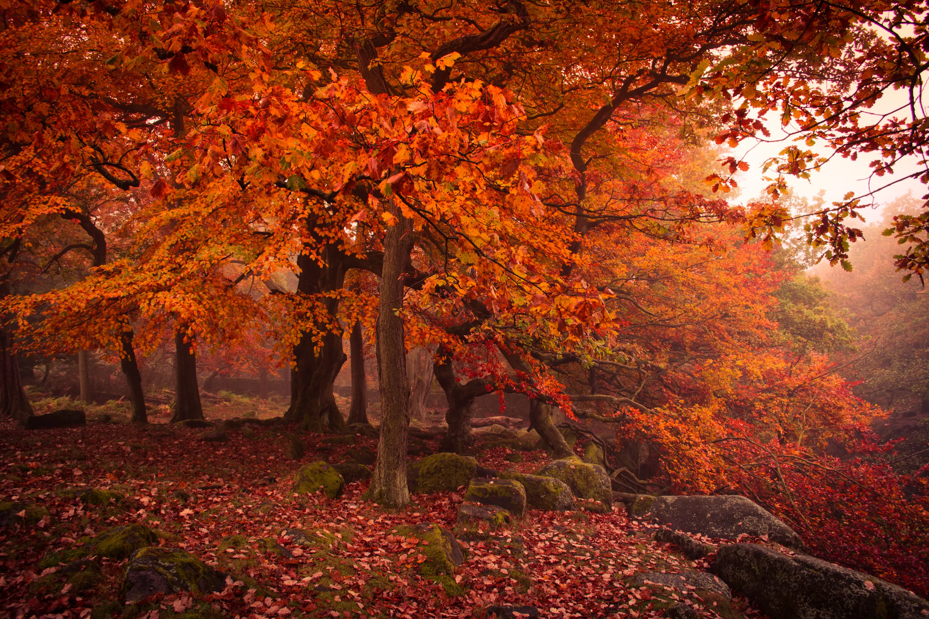 Autumn Leaves (in colour)