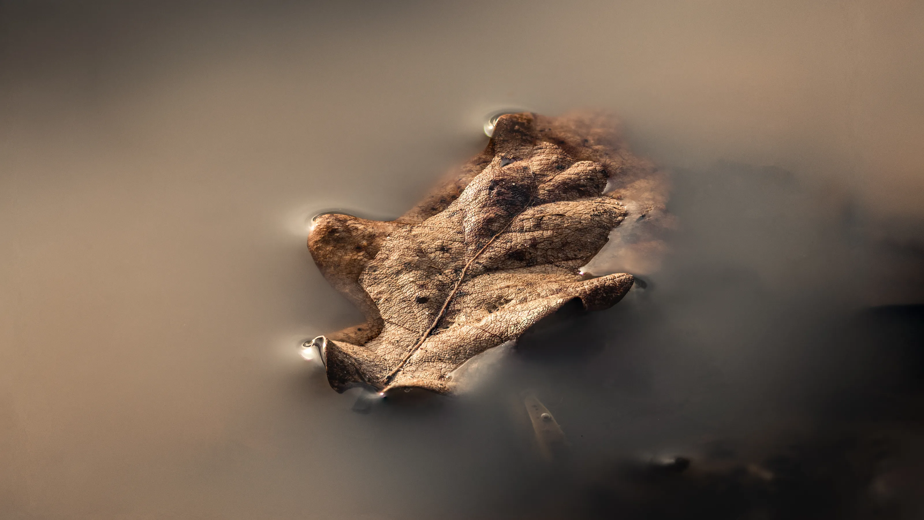 Autumn Close-Ups