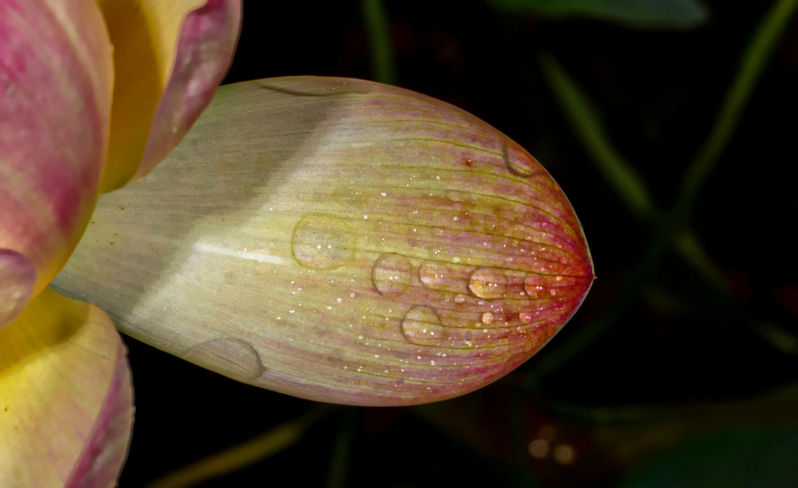 Water Drops, Snow or Ice on Plants
