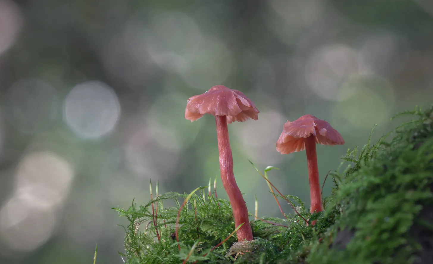 Fungi