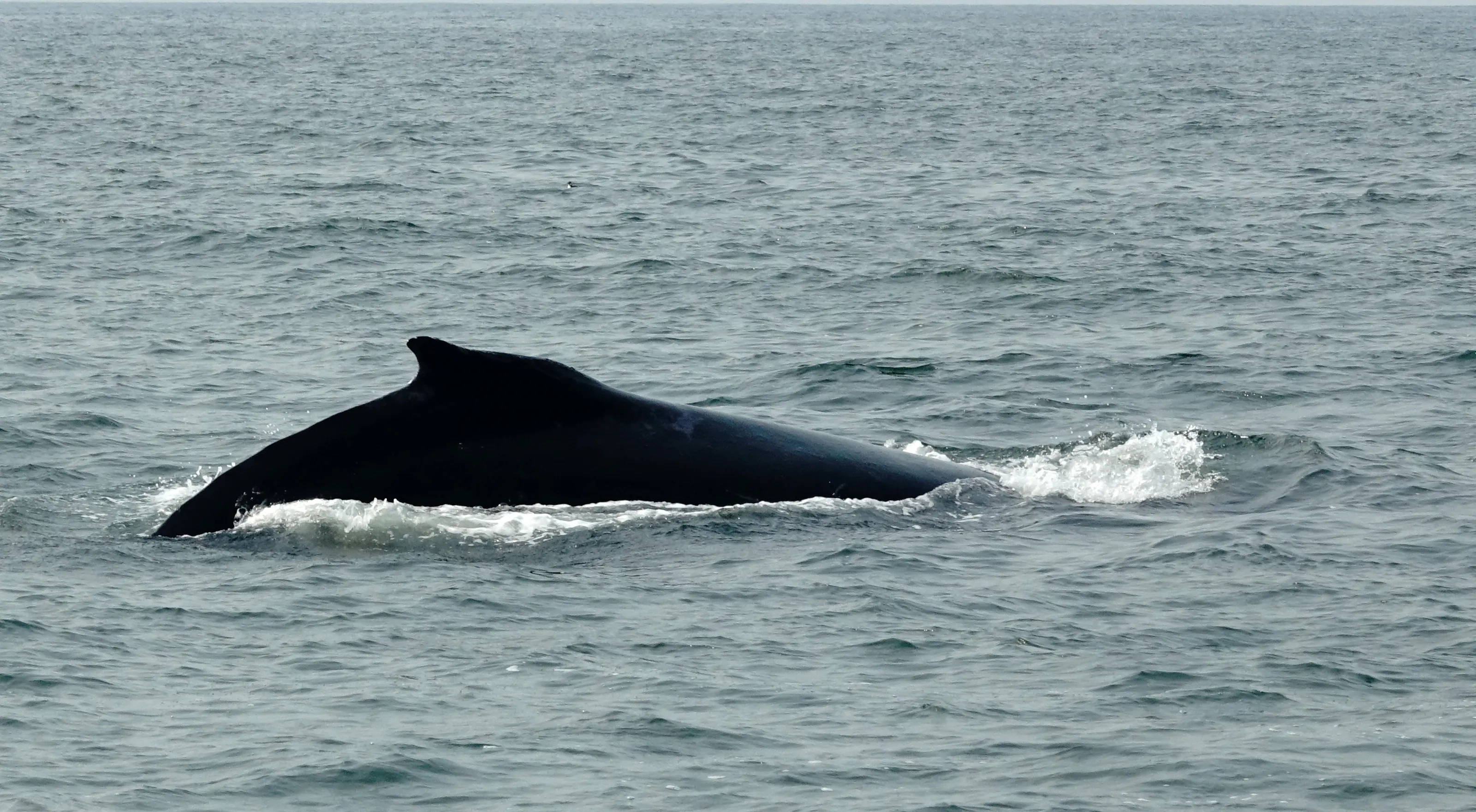 Whales and Dolphins in the Wild
