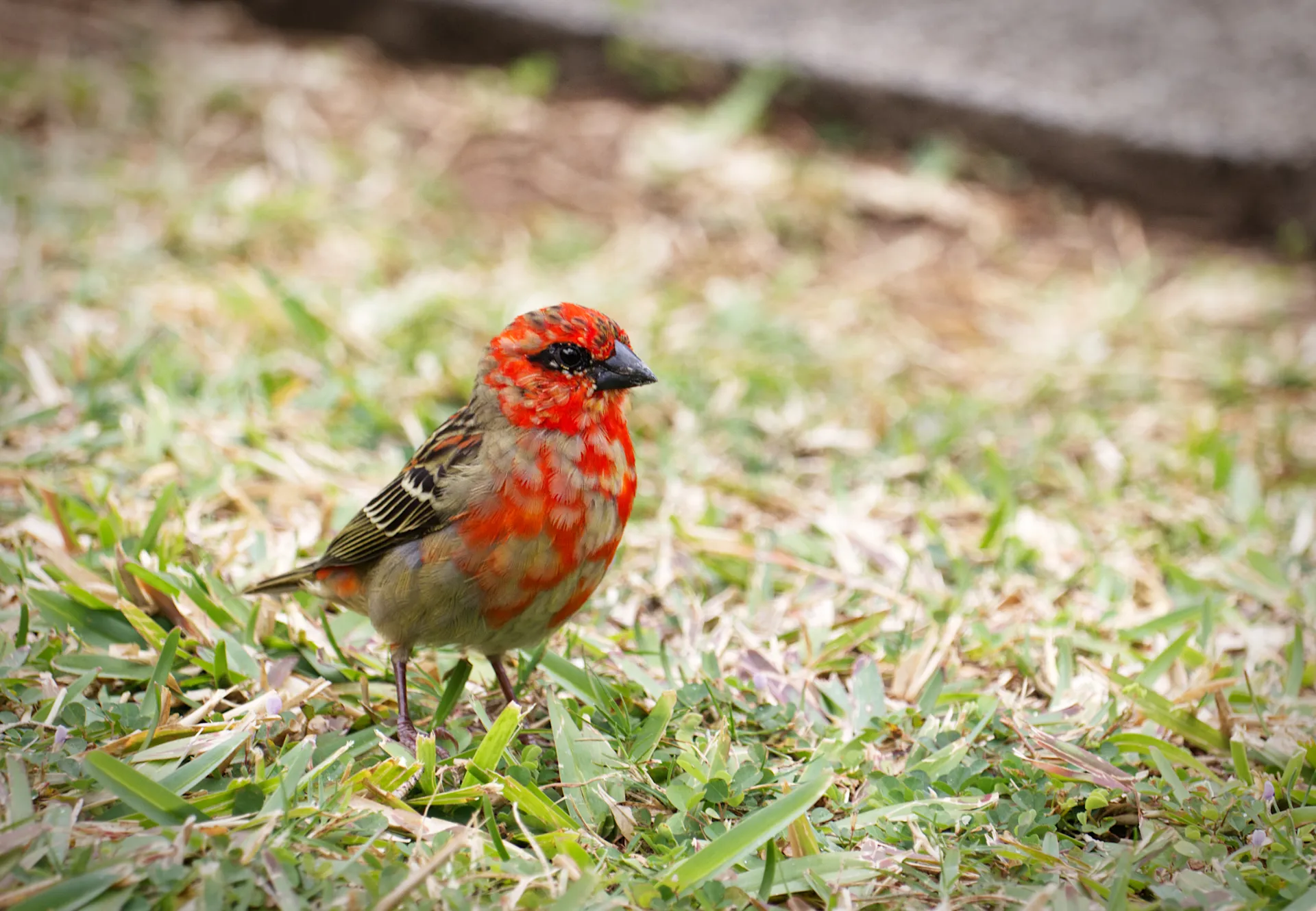 Birds with Red Markings (in colour)