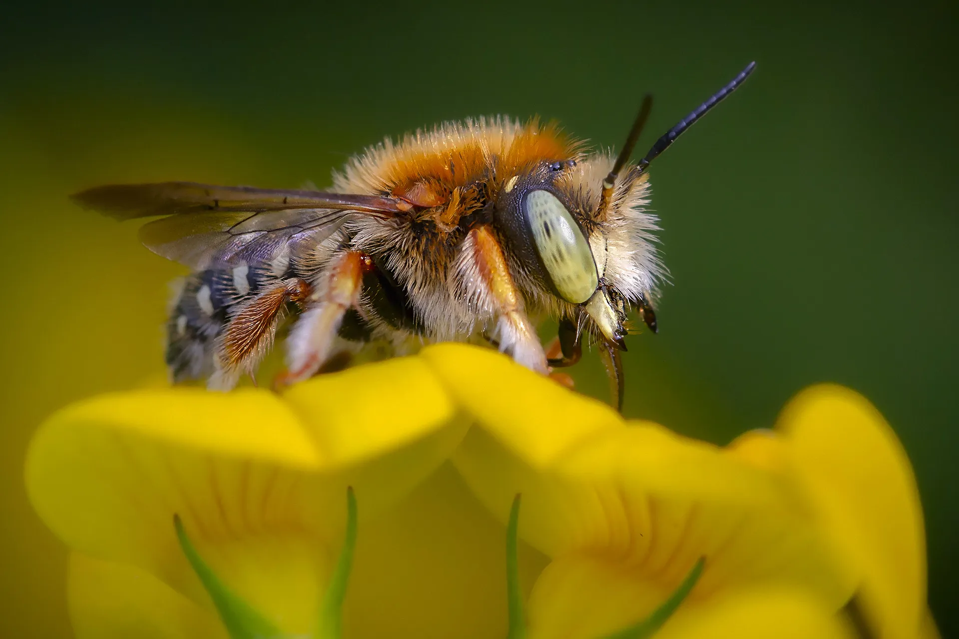 Winged Insects