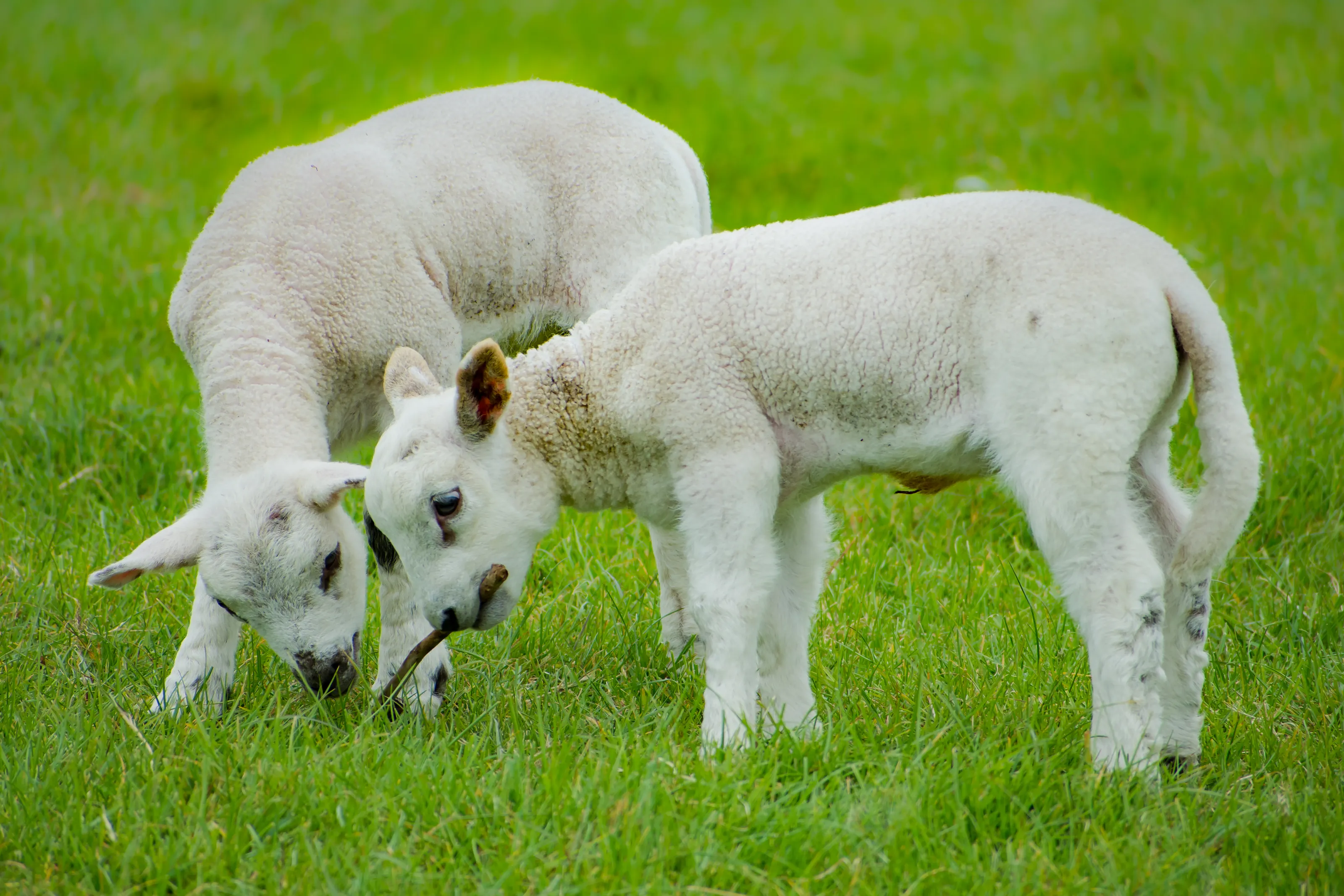 A Pair of Lambs (in colour)