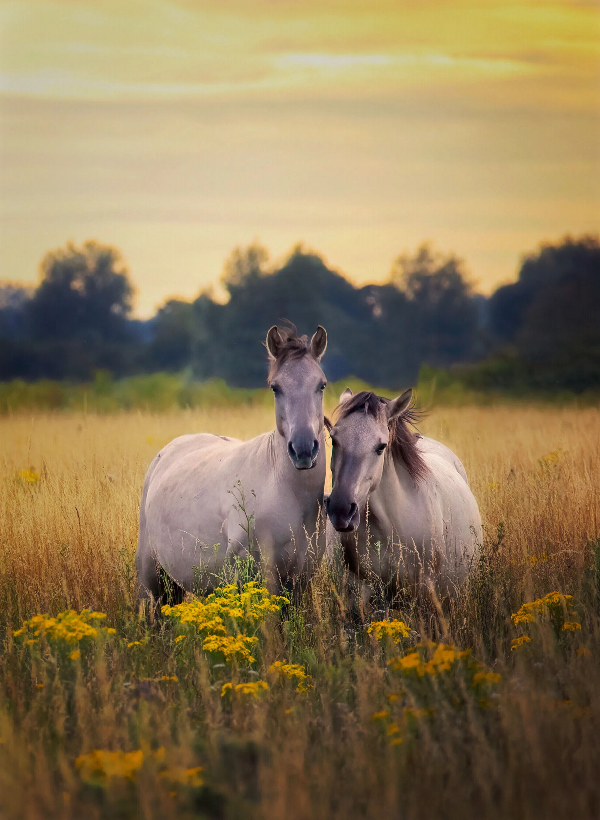 Horses (in colour)