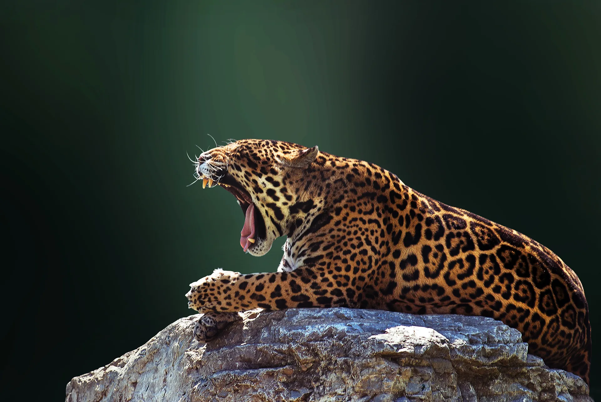 Colourful wildlife