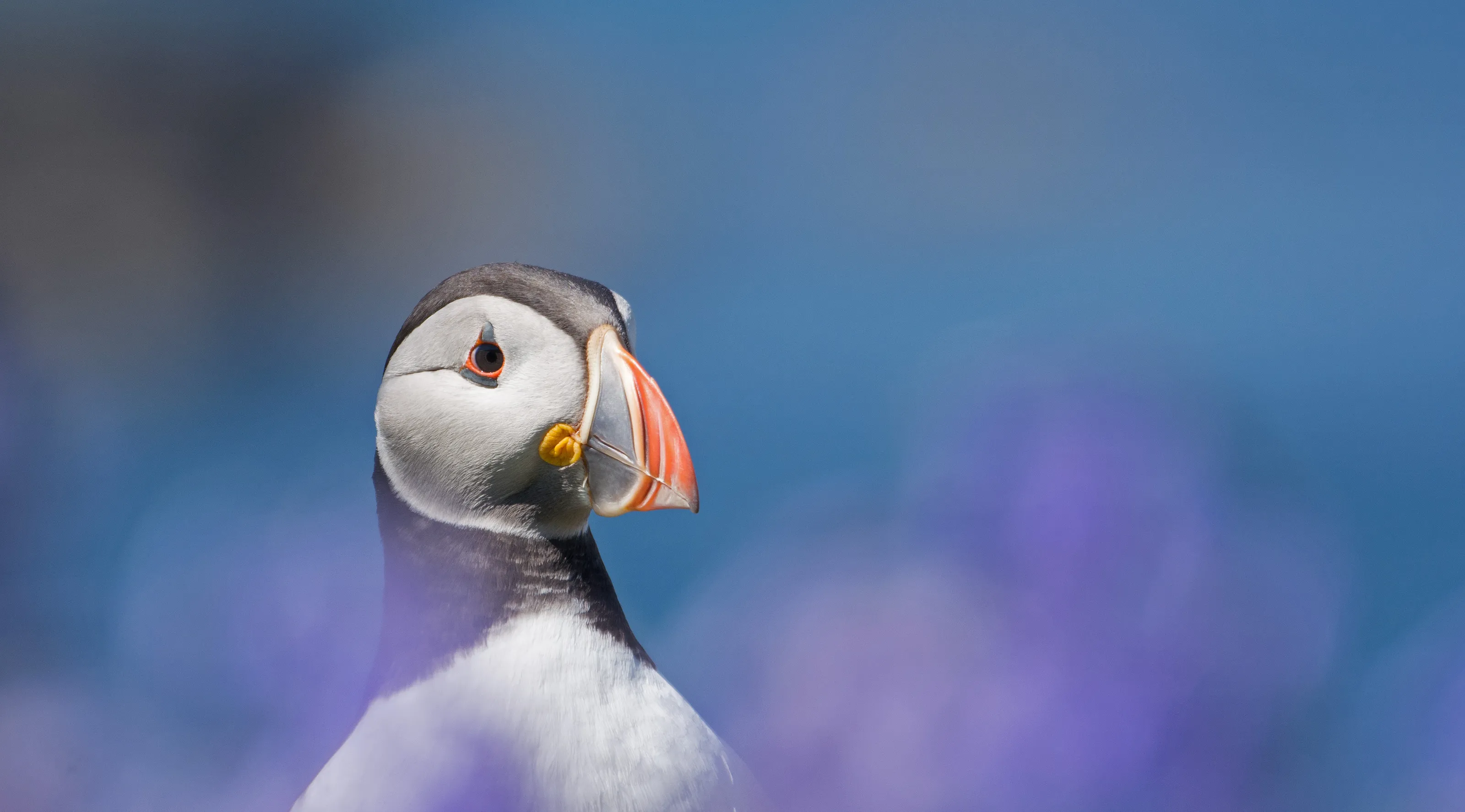 Colourful wildlife