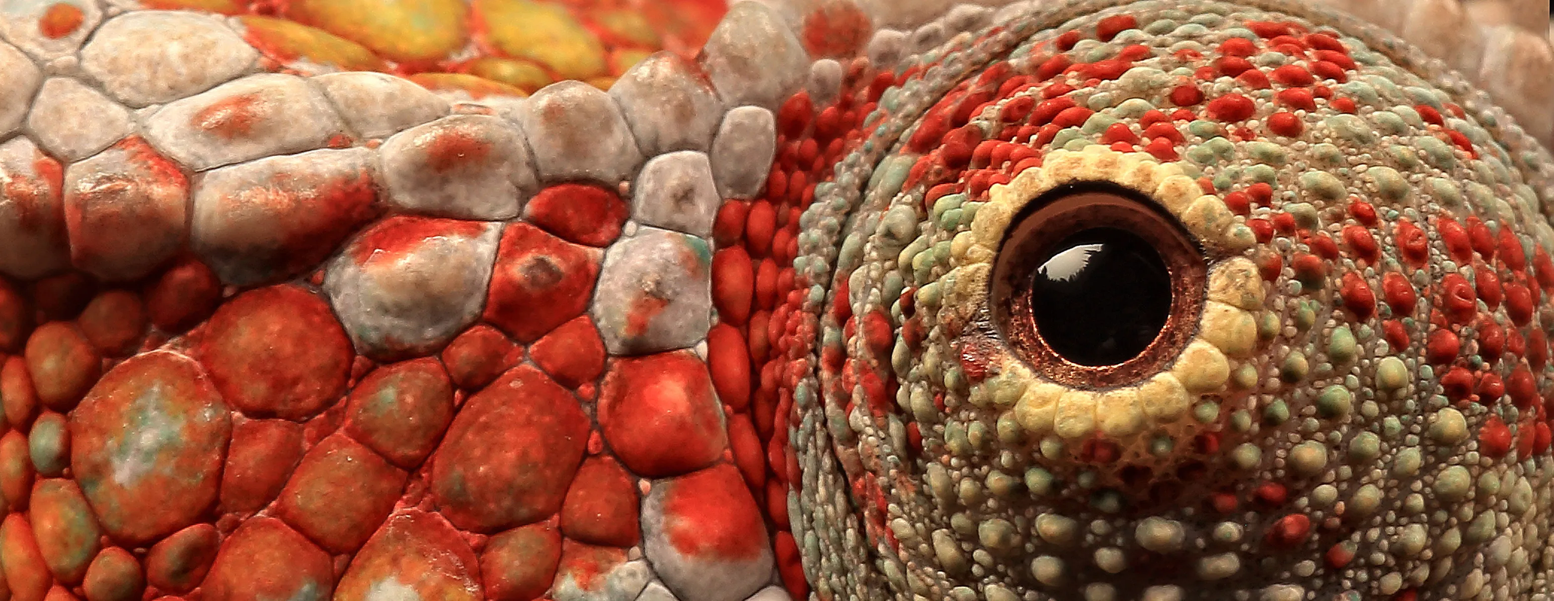 Colourful wildlife